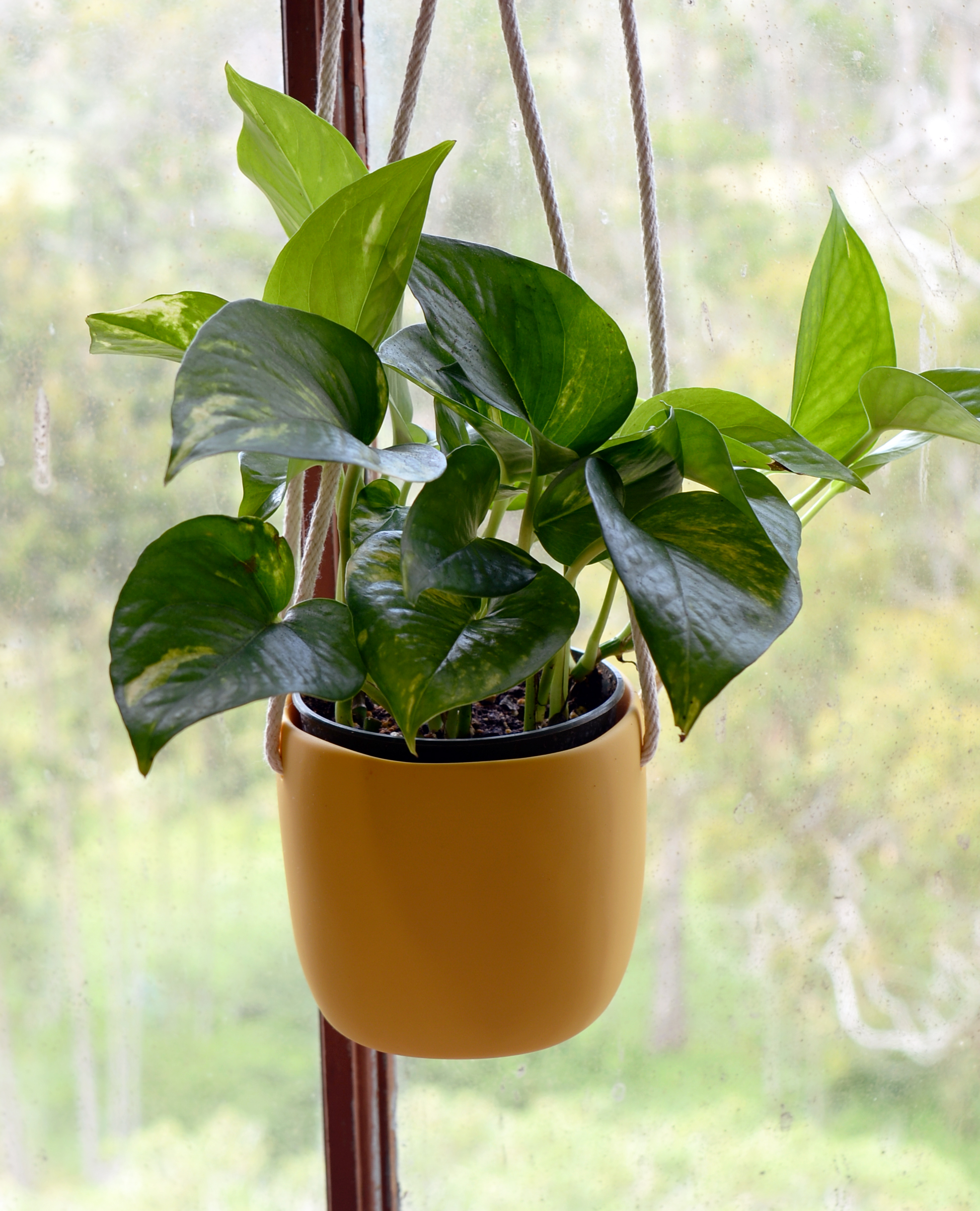 Lg Planter Yellow—Tina Frey 17.5.10 002.jpg
