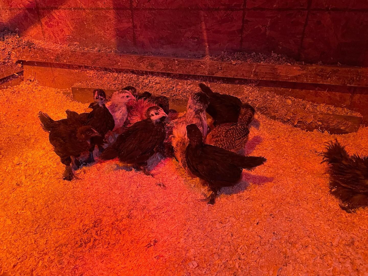 Big enough to be in the big coop, just a mix of different birds. Future egg layers