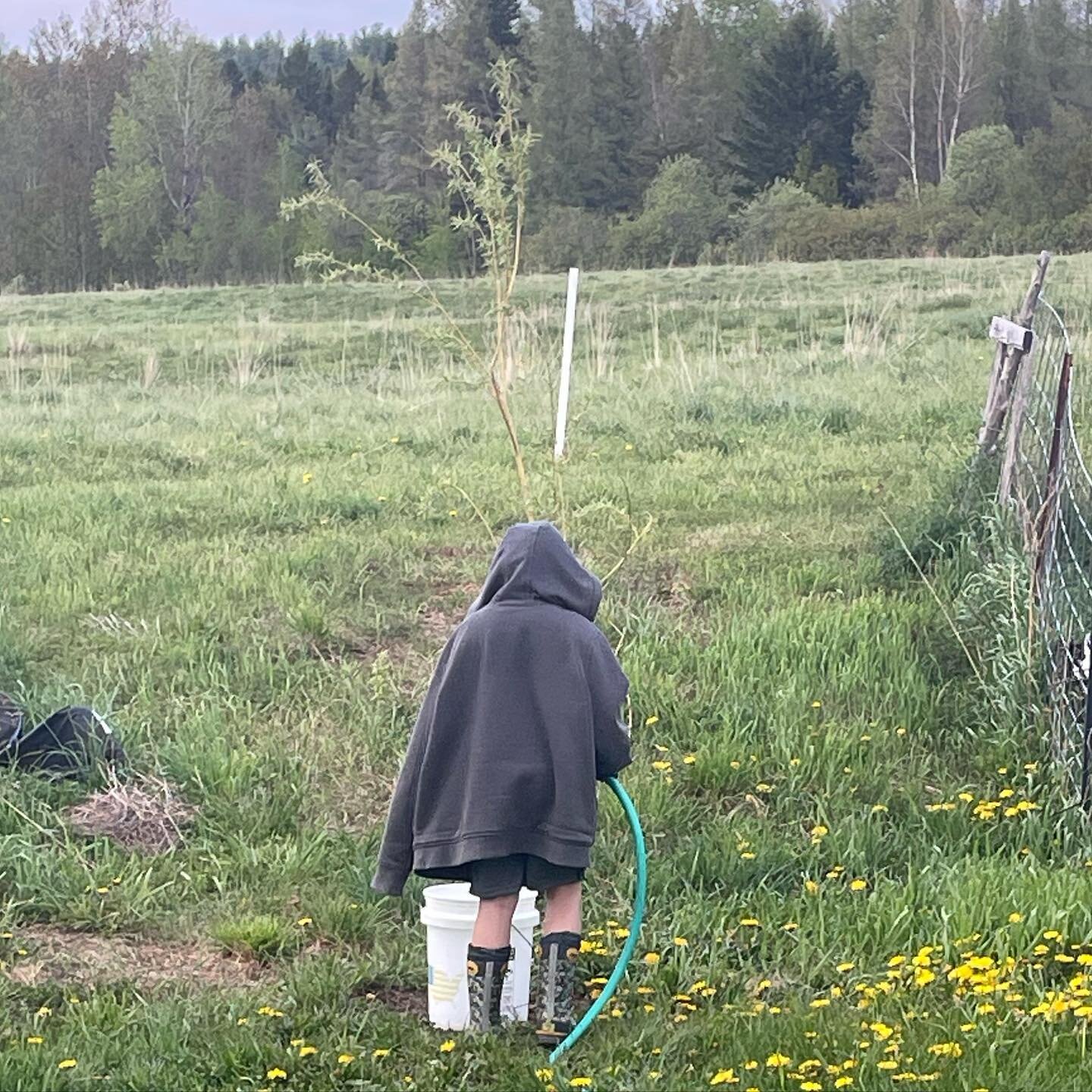 Watering her willow tree she has wanted for the past few years. #teachkidsaboutnature #kidsgardening