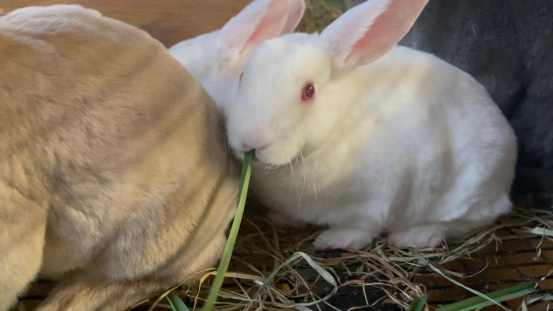 Baby bunnies are 5 weeks old and eating grass with mom. #meatrabbits
