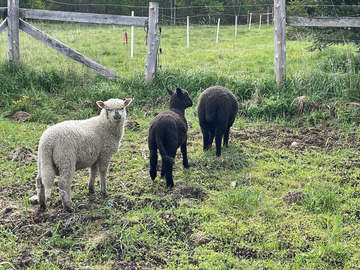 Lambs are finally outside today they weren’t to sure at first. #lamb #meatlamb #raiseyourownfood