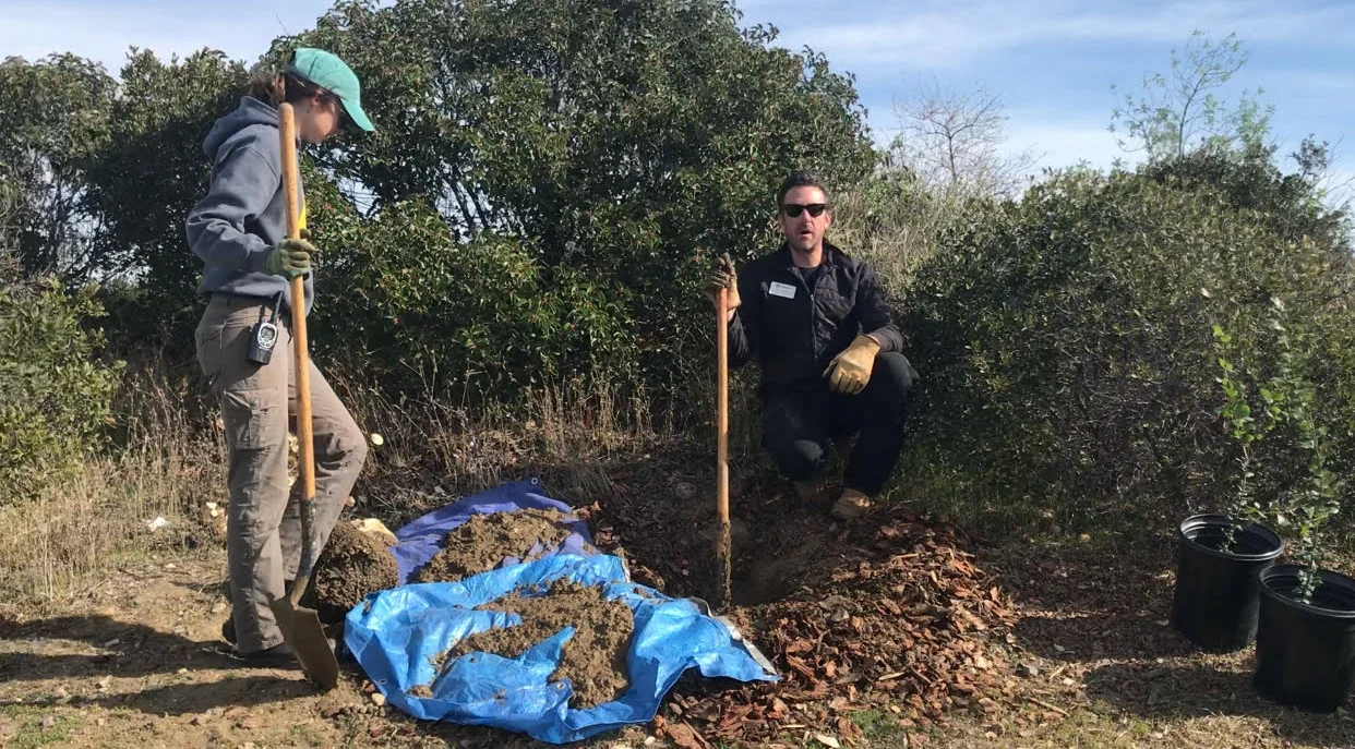 Nathan demonstrating our to remove a dying tree and plant a new one in it's place. 