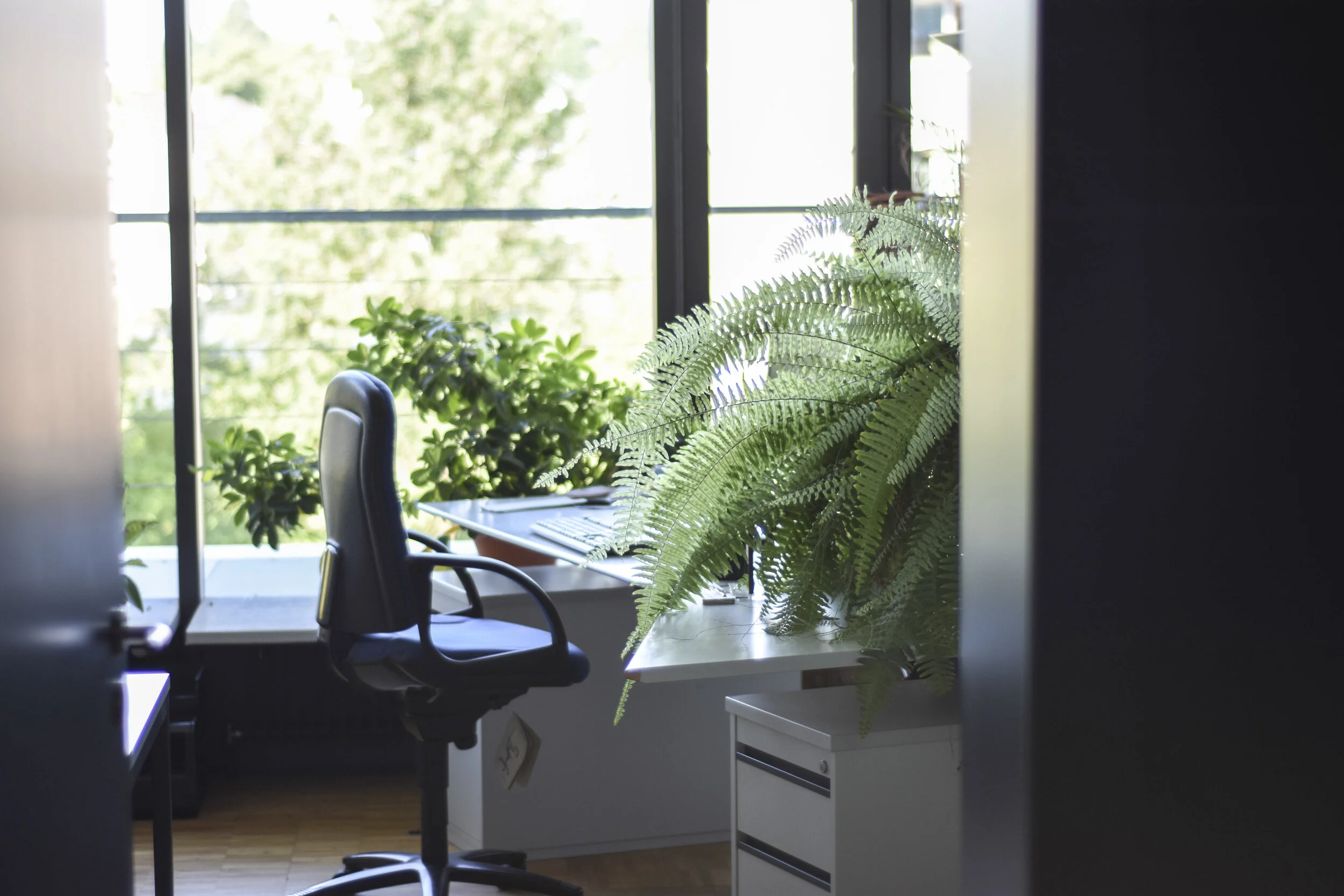 Office Plant Maintenance Services