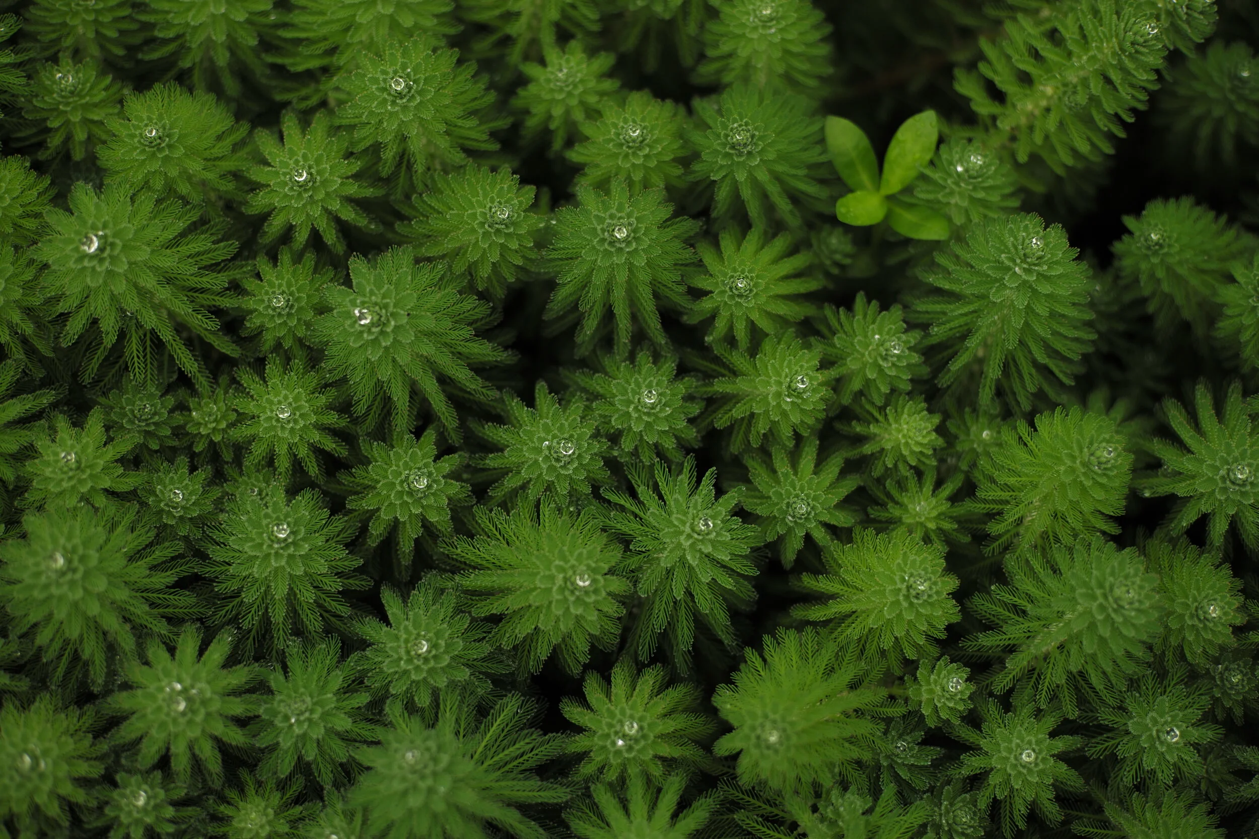 San Francisco Office Plants