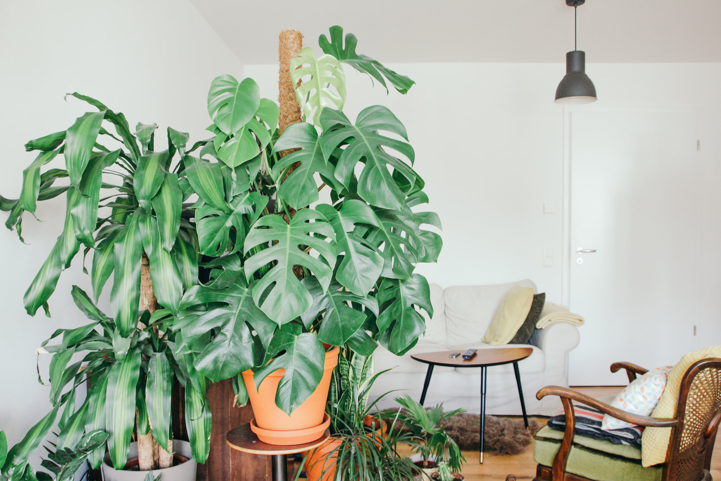 Bay Area Indoor Plant Services