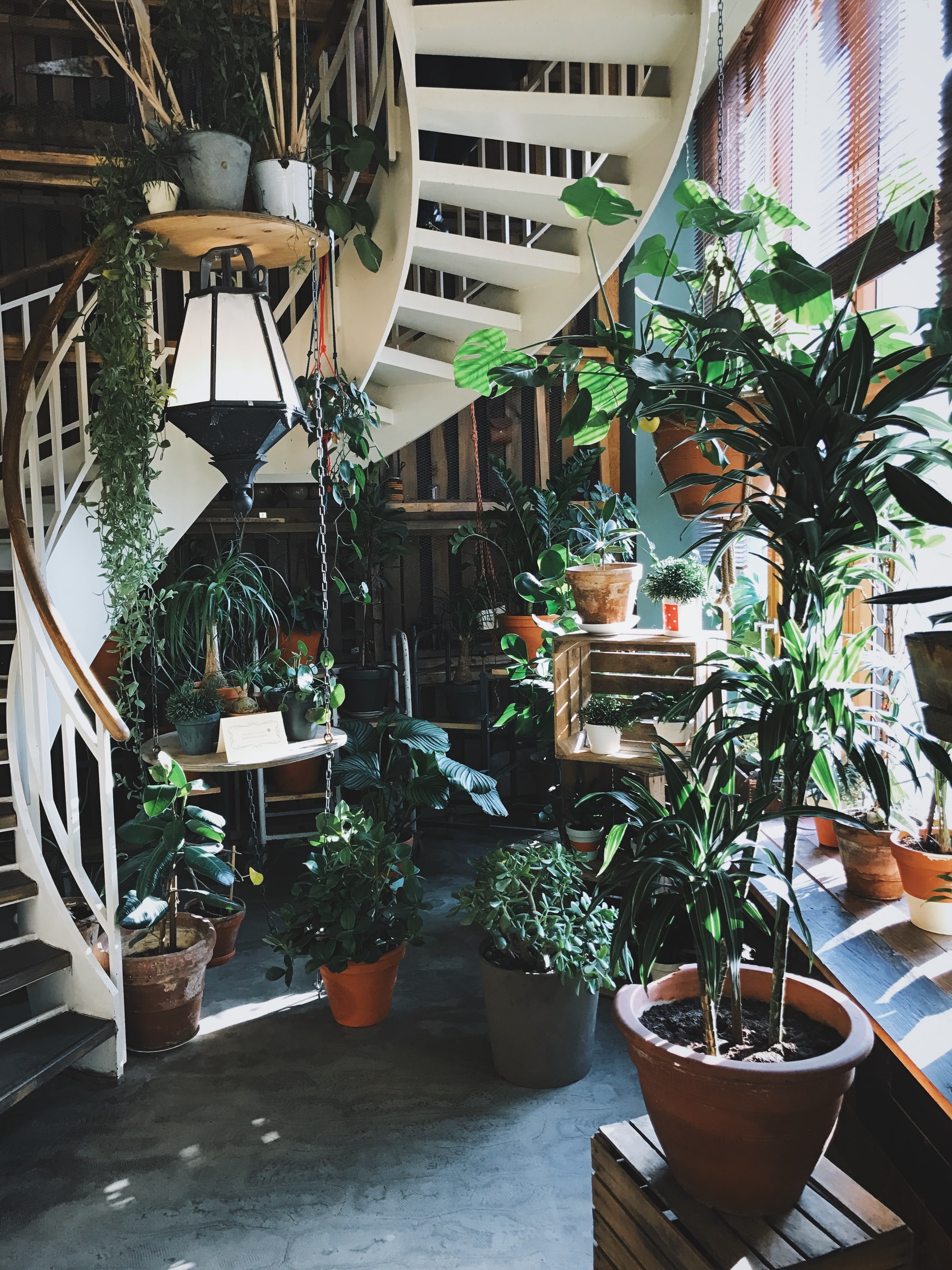 Indoor Plant Service San Francisco