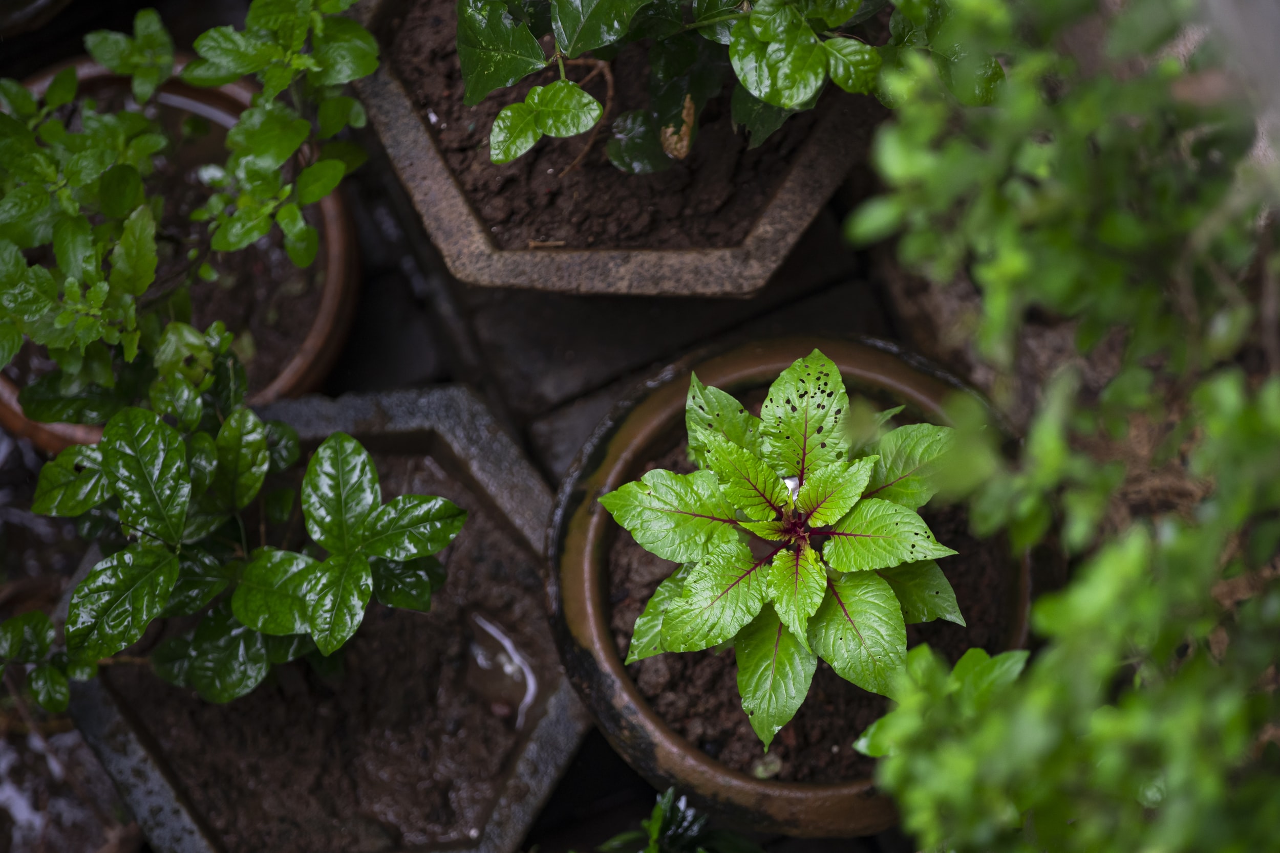 San Francisco Indoor &amp; Office Plants