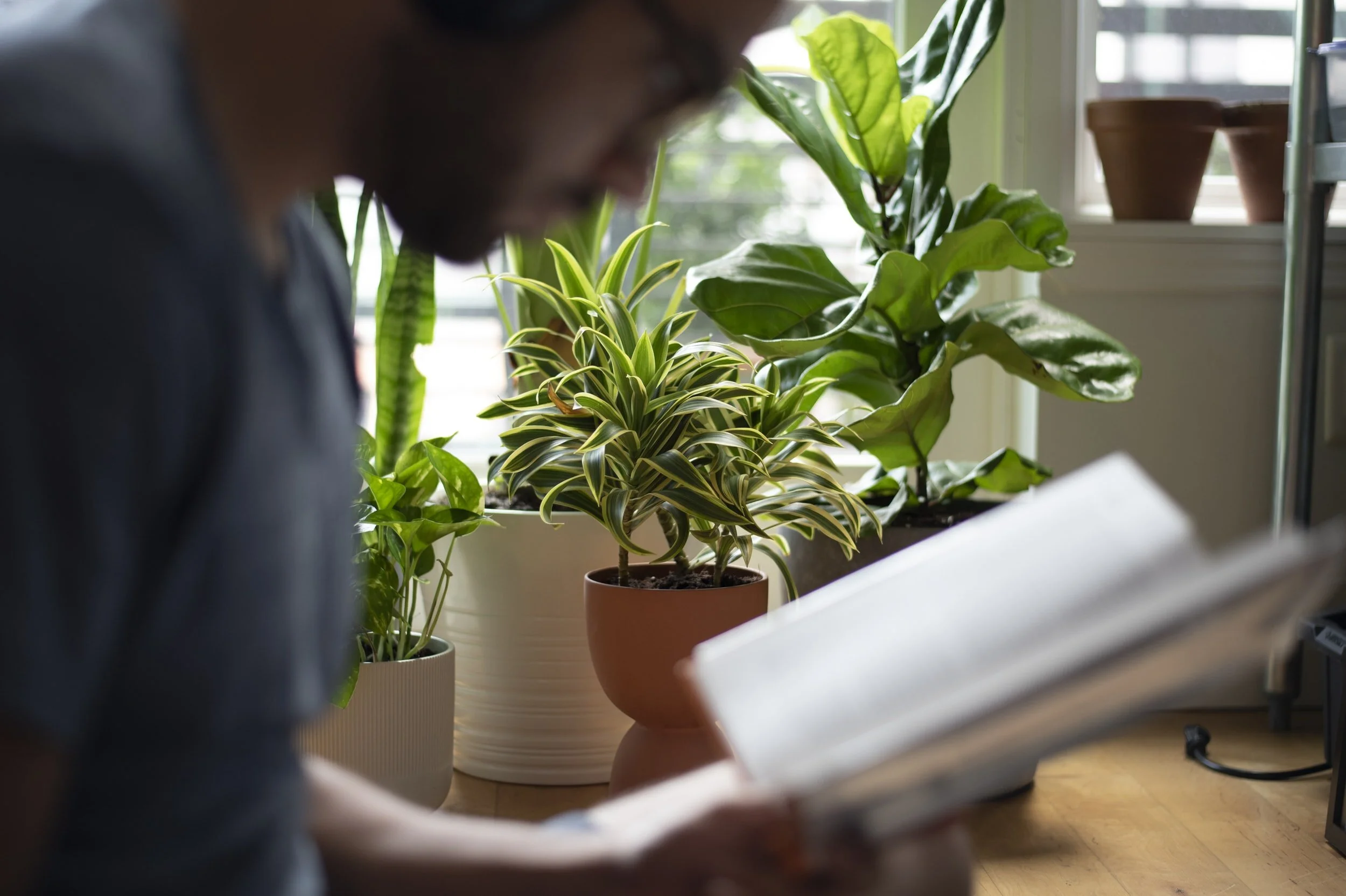 Indoor Plant Service Bay Area