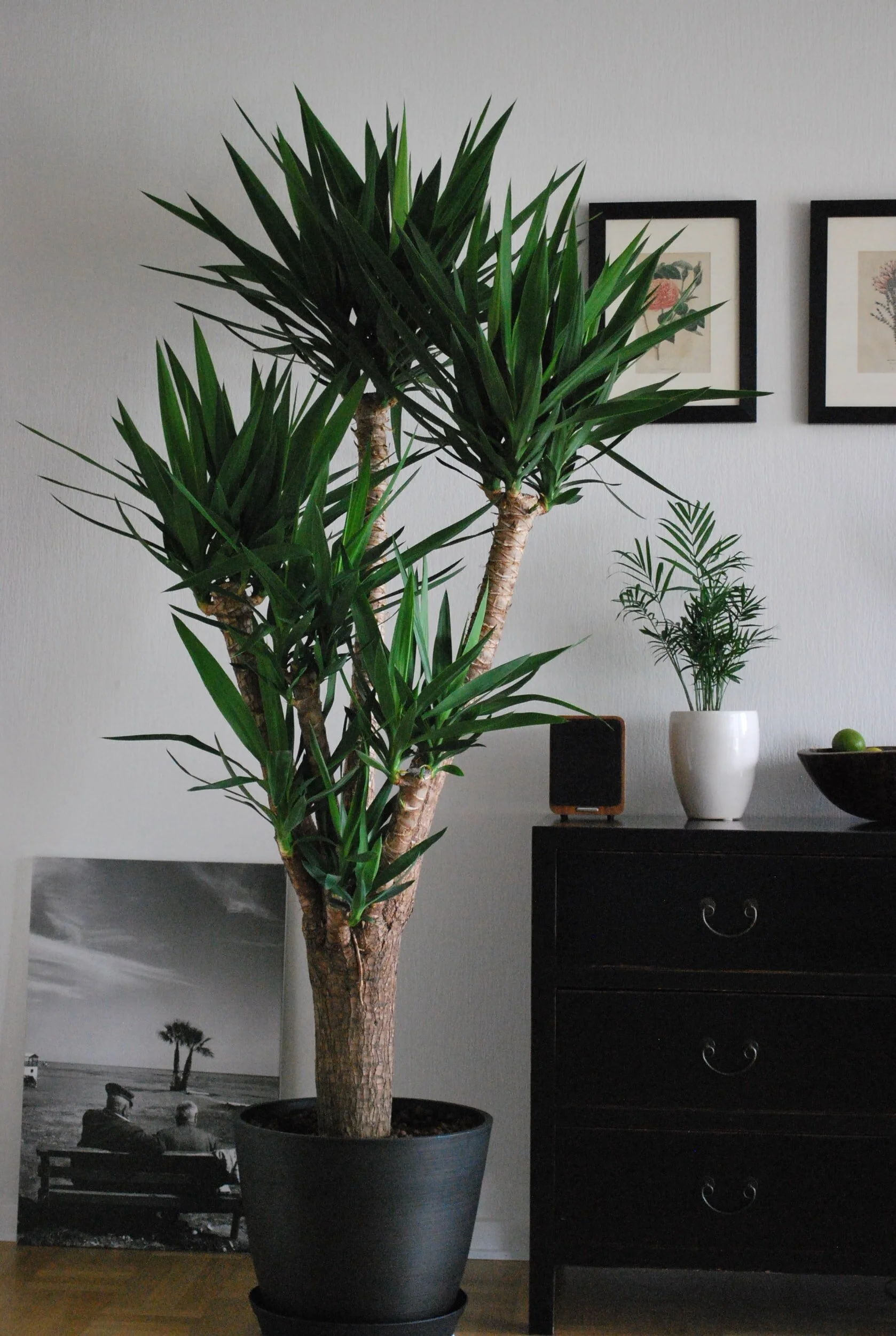 Interior Plant Service San Francisco