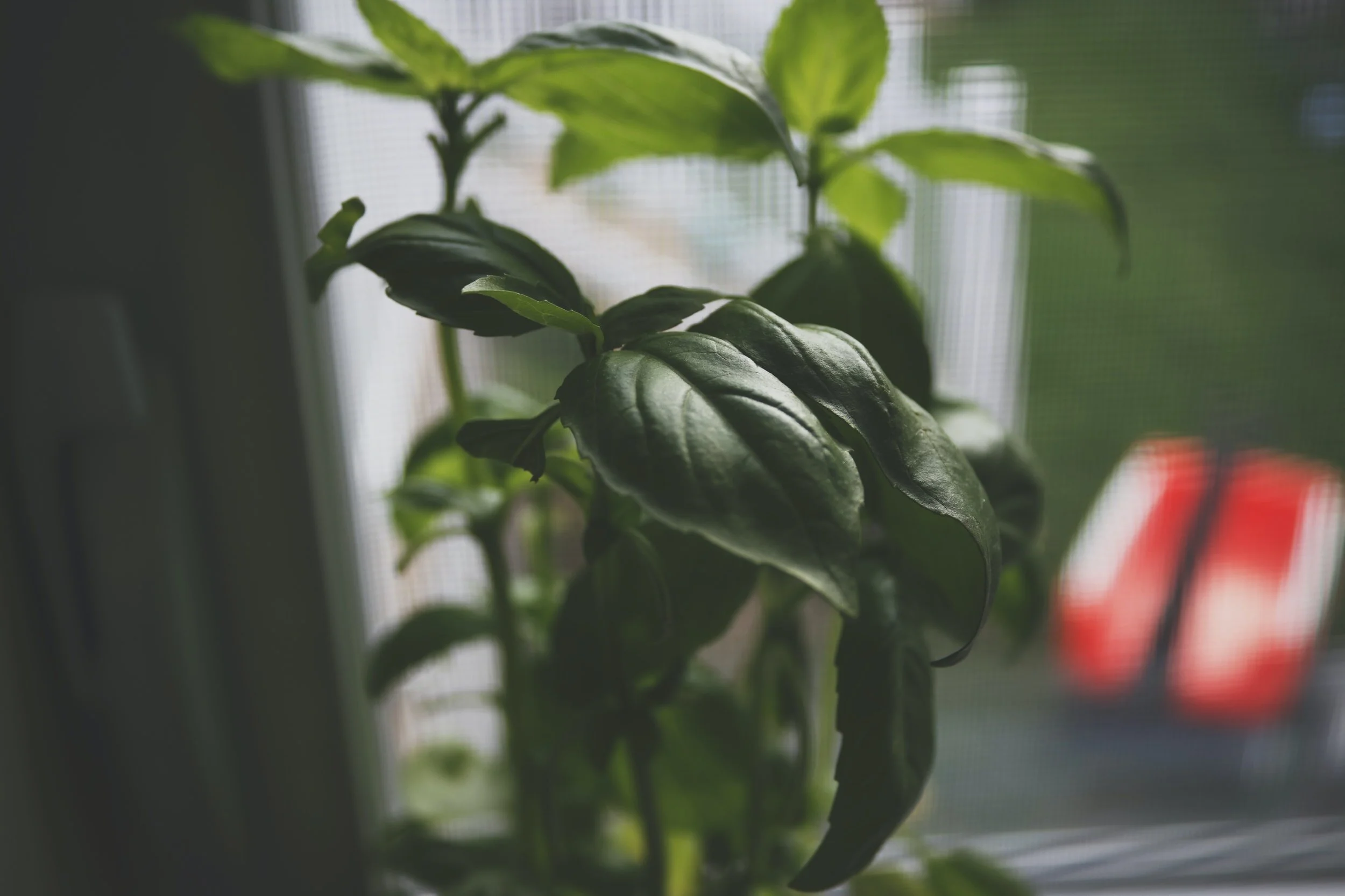 Commercial Plant Services Near Me