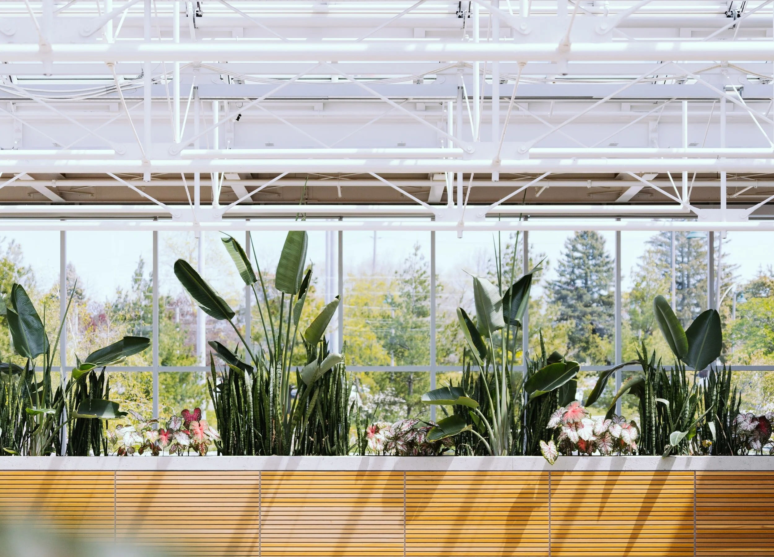 Interior Plant Maintenance Near Me