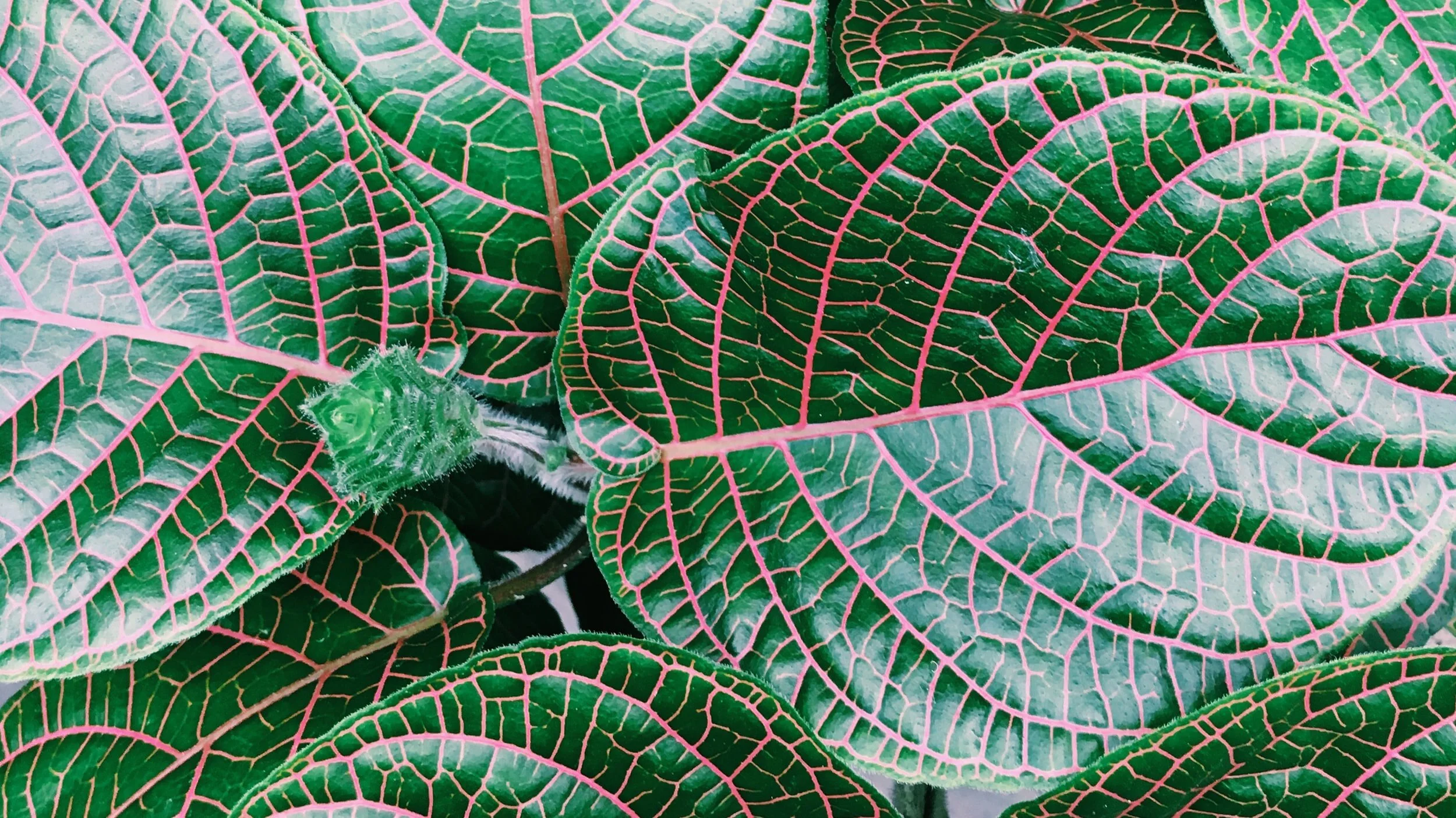 Office Plant Rental Near Me