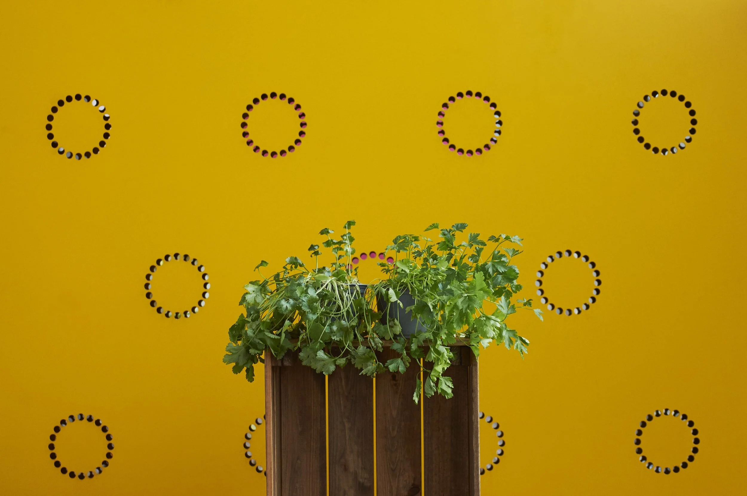 Best Commercial Plant Rental