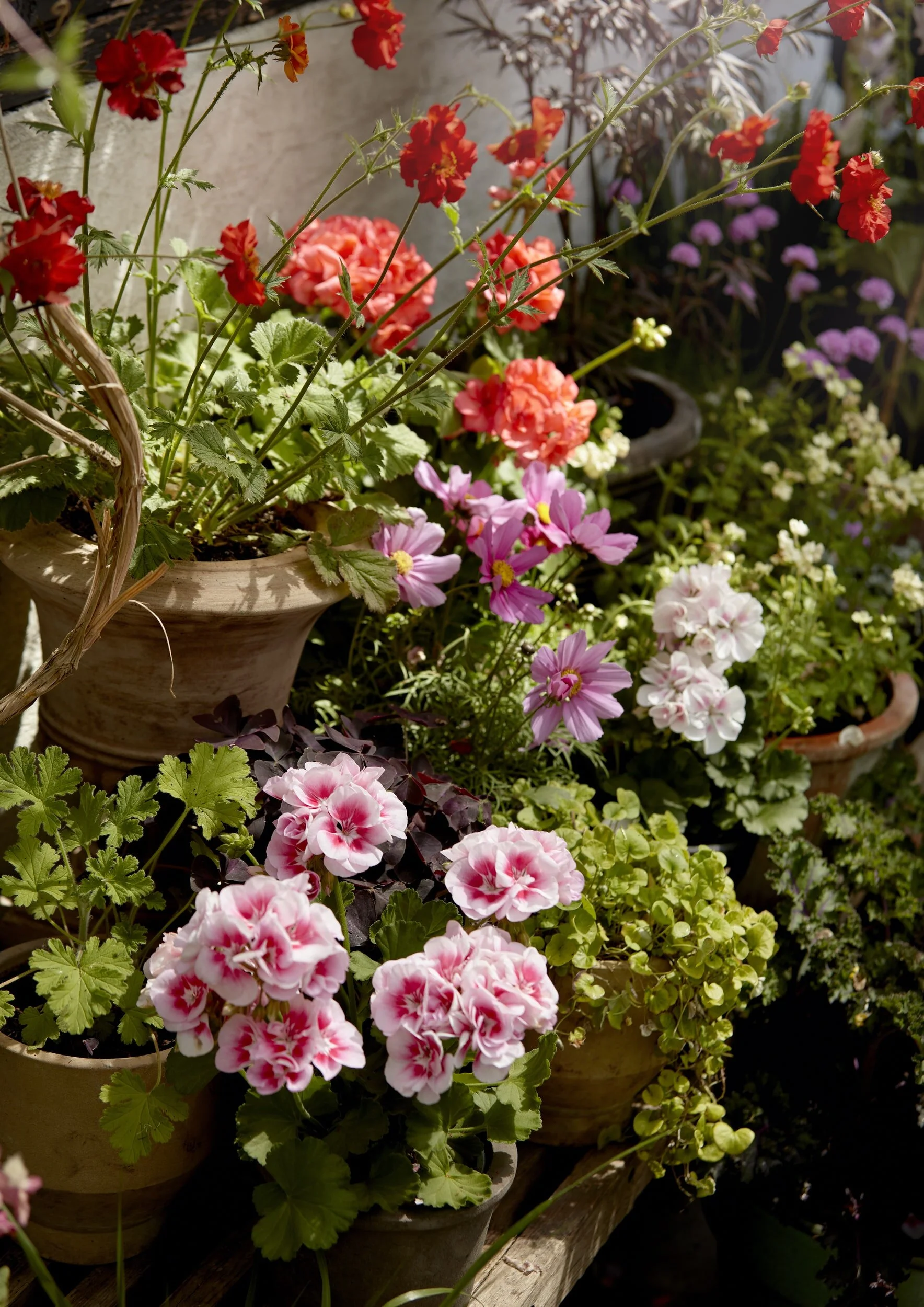 Plant Rental Financial District