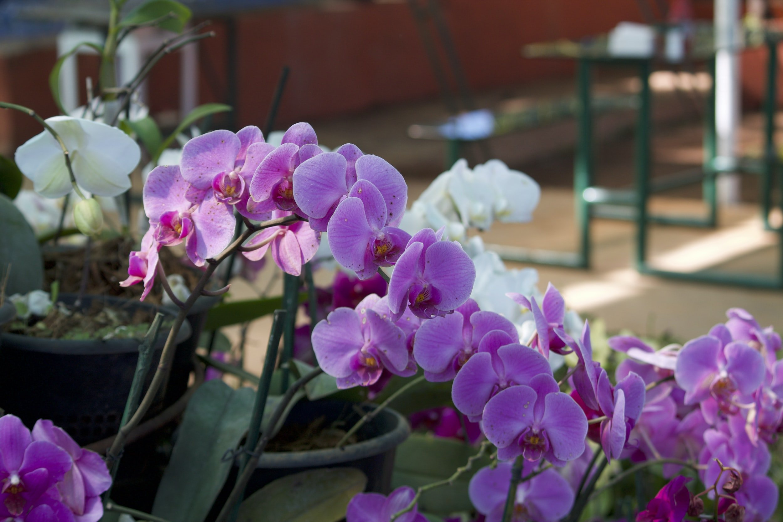 Plant Maintenance Nob Hill