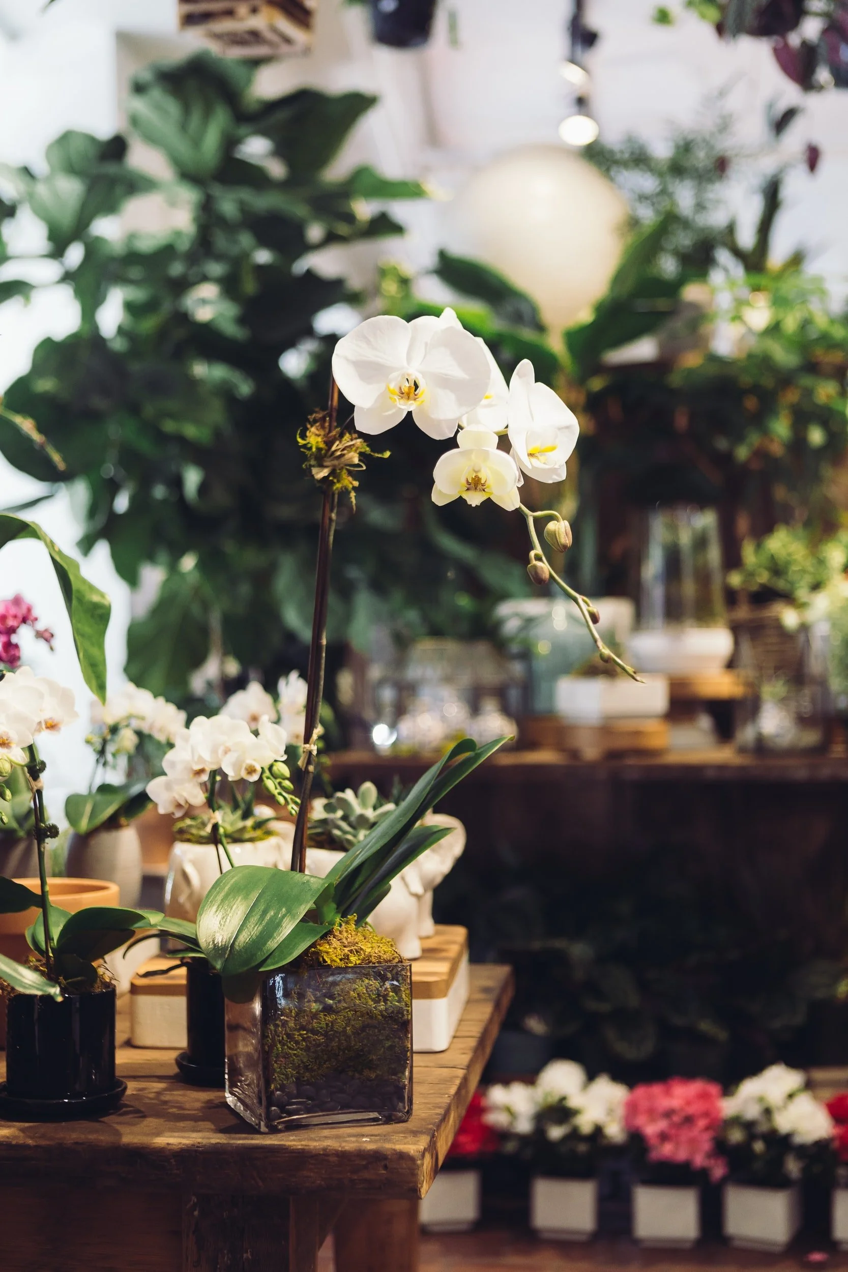 Indoor Plant Maintenance