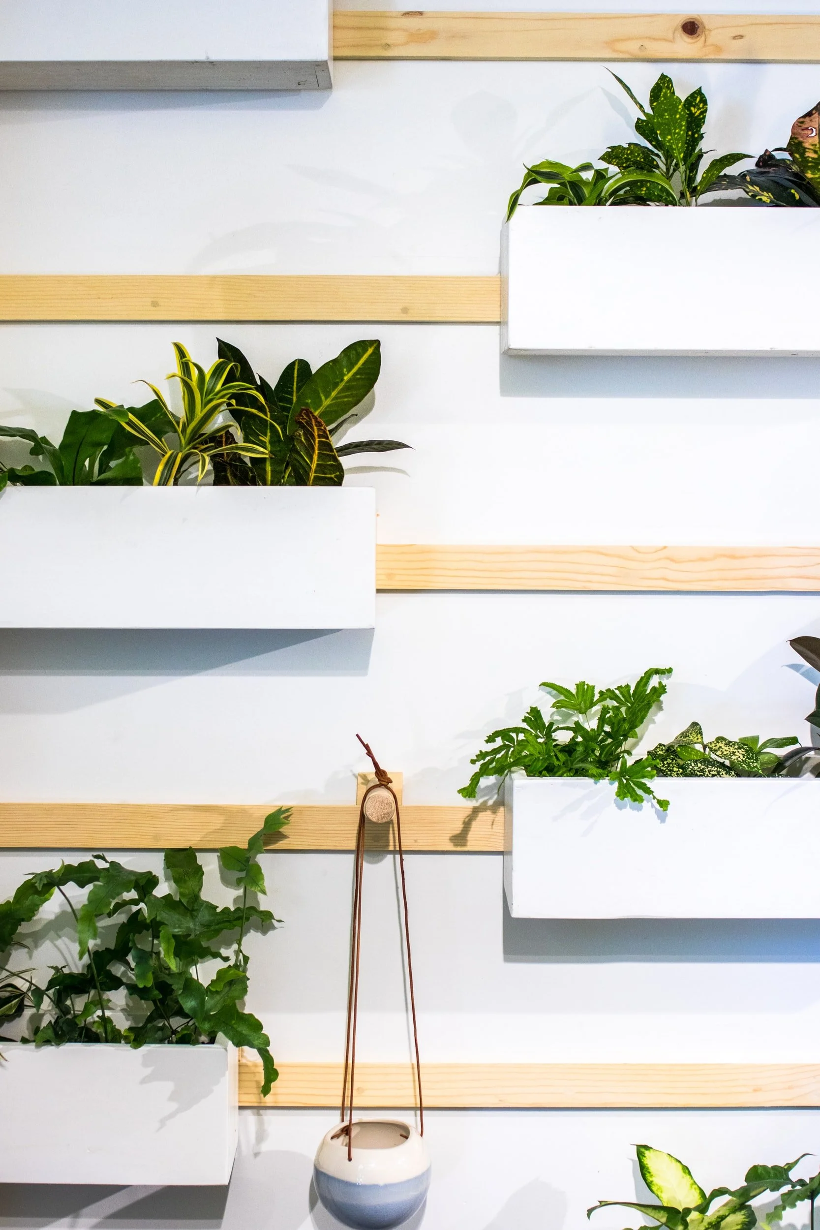 Interior Plantscaping San Francisco