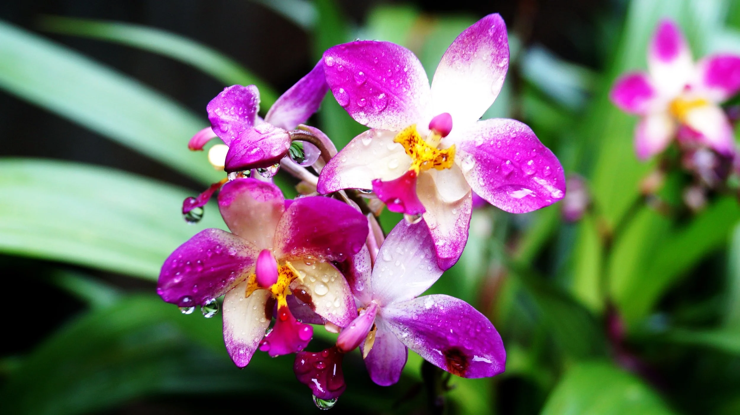 Office Plant Maintenance San Francisco