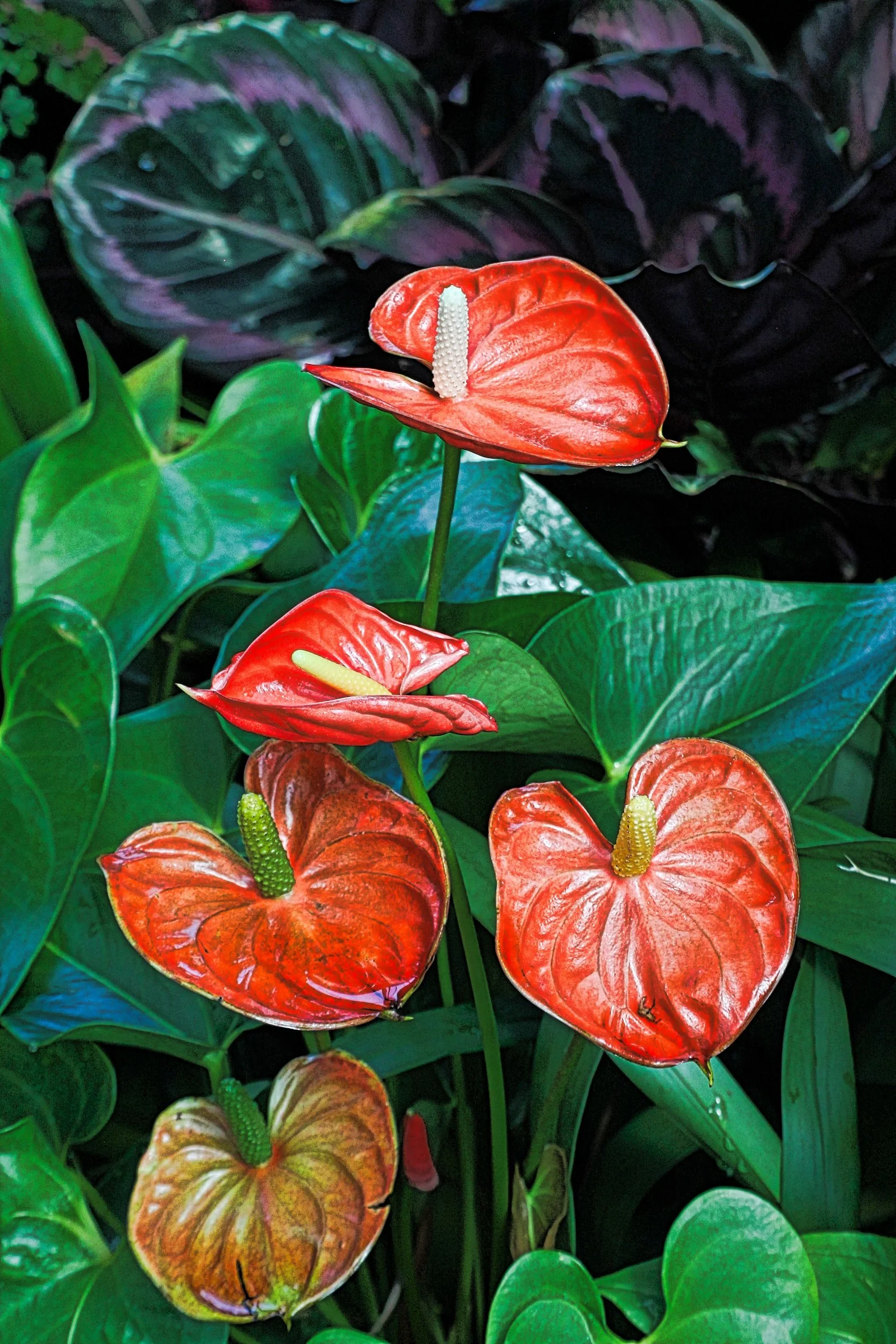 Interior Plant Design Services