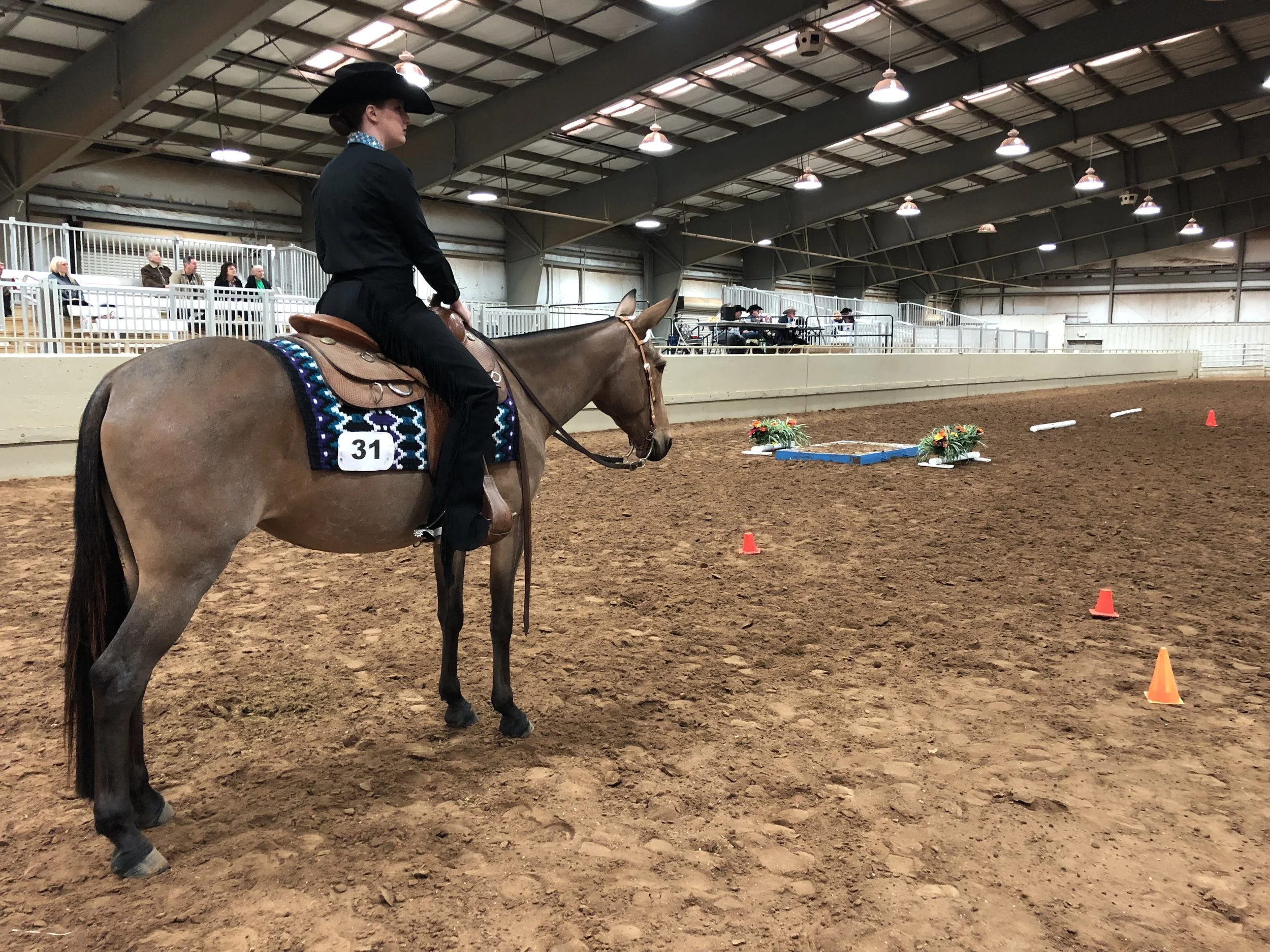 Oklahoma Pinto Horse Association