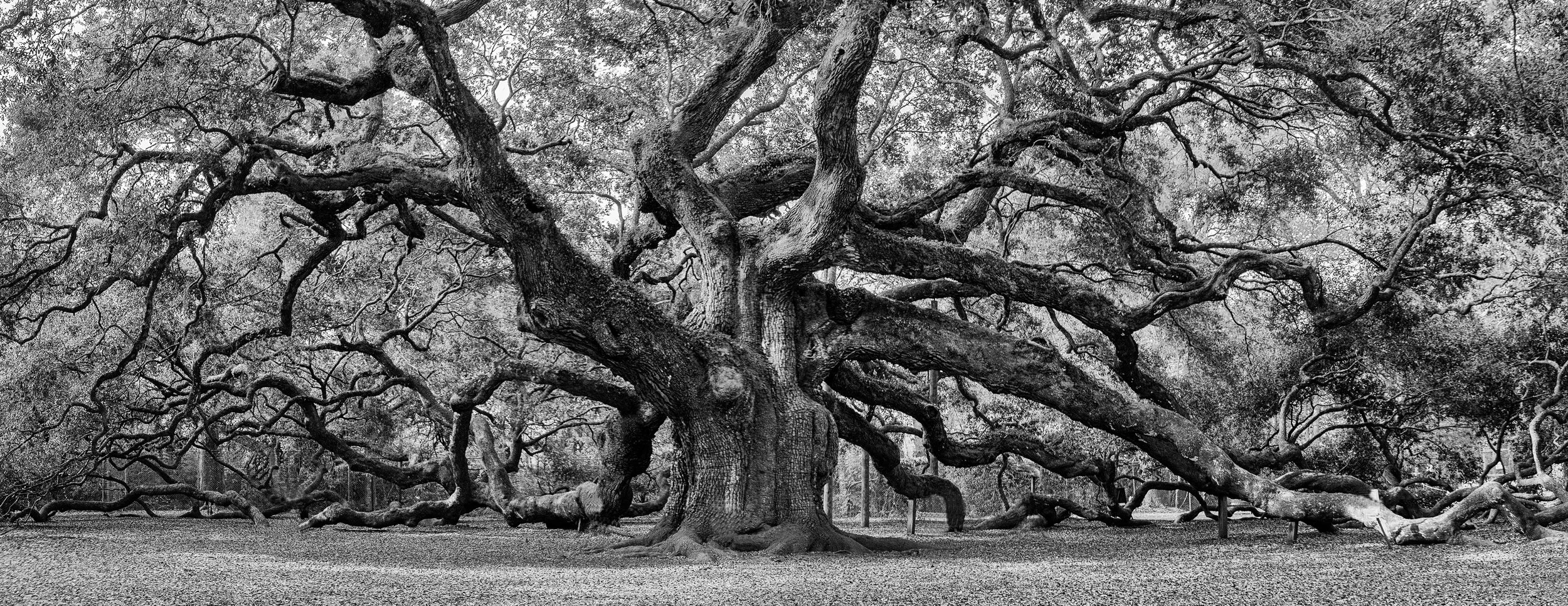Angel Oak
