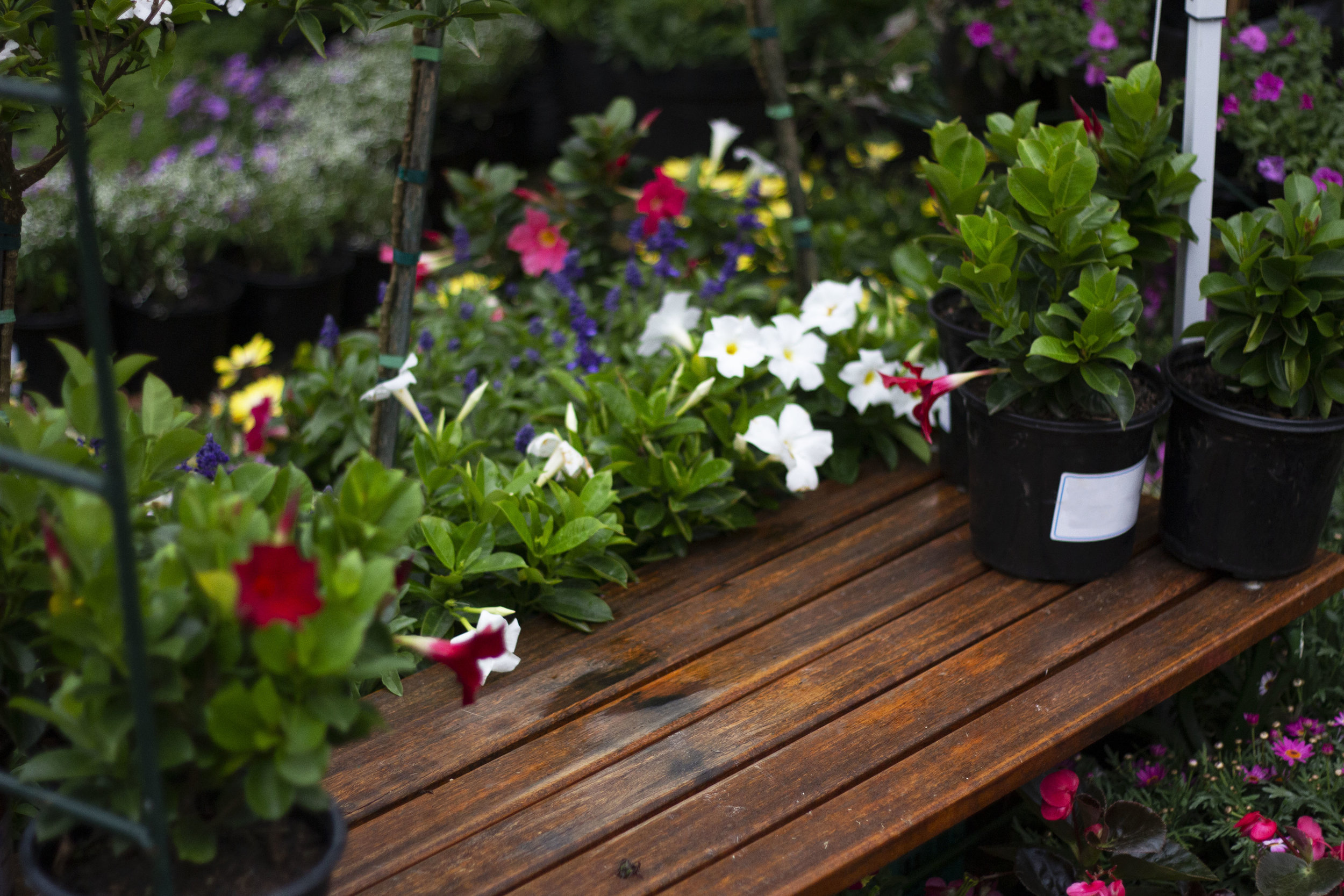 5 Reasons Professional Landscaping Will Save Your Summer
