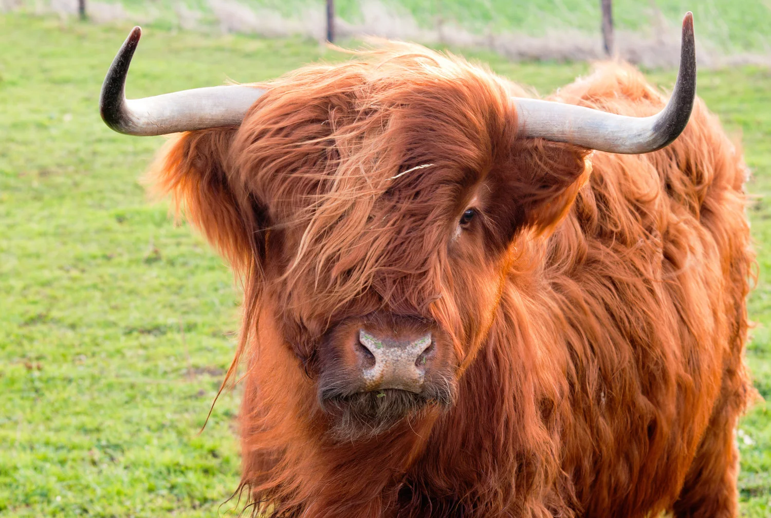 Yak.jpeg