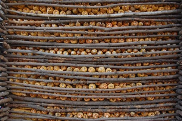 "Stored corn," Simatai Great Wall, October, 2009