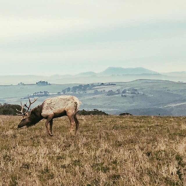 Elk in California. Who knew...