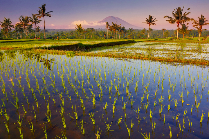 Bali-Rice-field-shoots-and-volcano-PS14-copy2.jpg