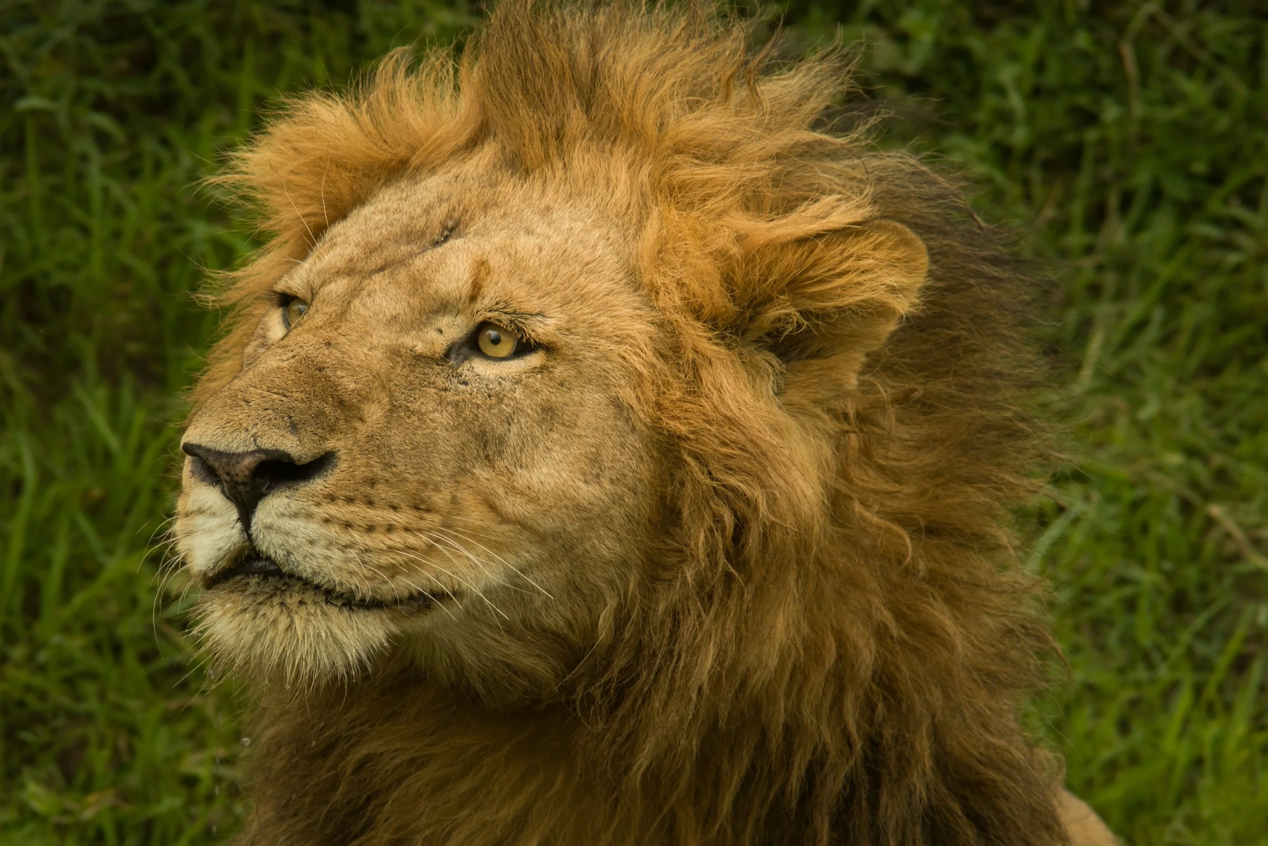 Lion.jpg