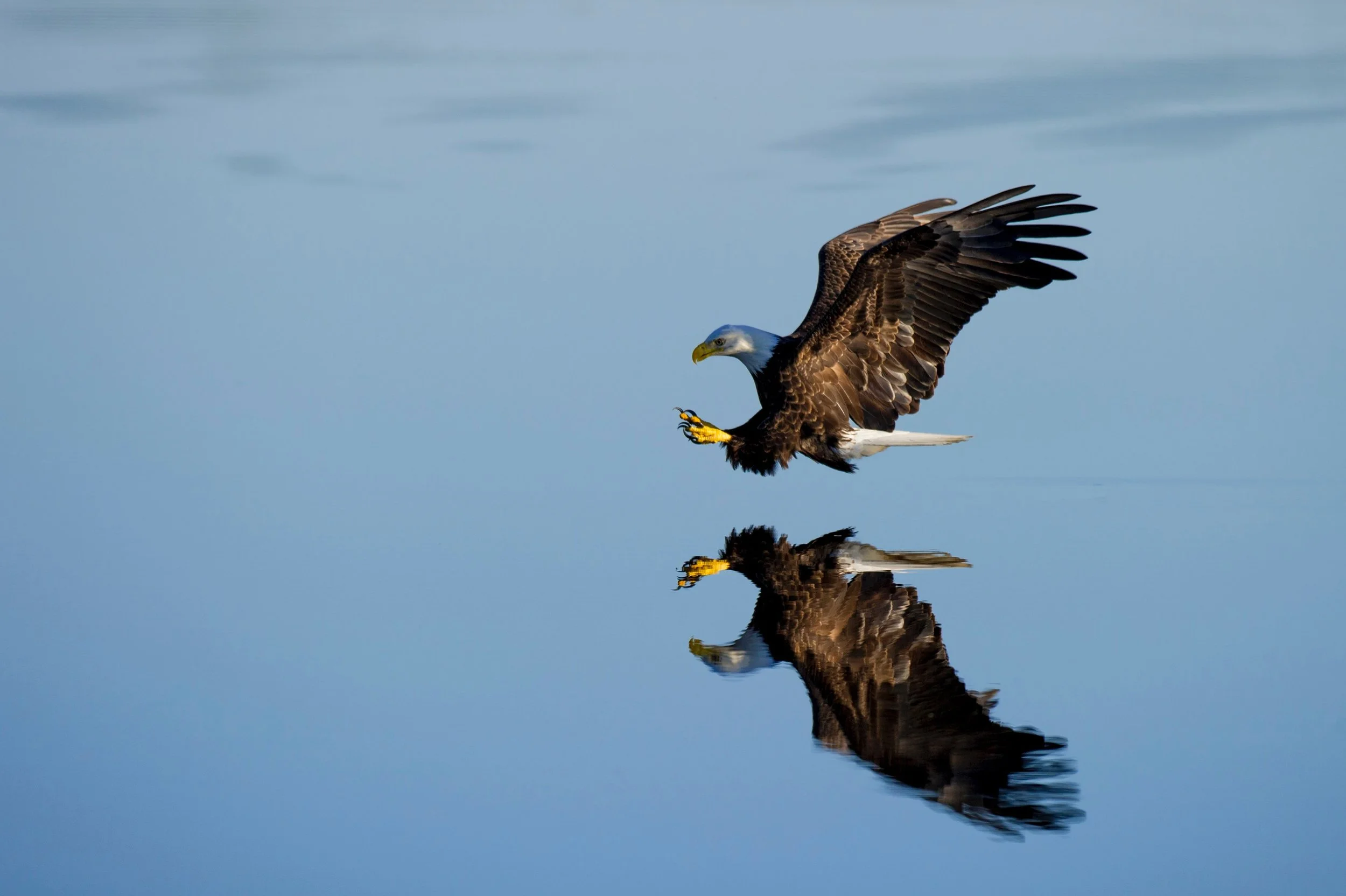 Eagle.jpg