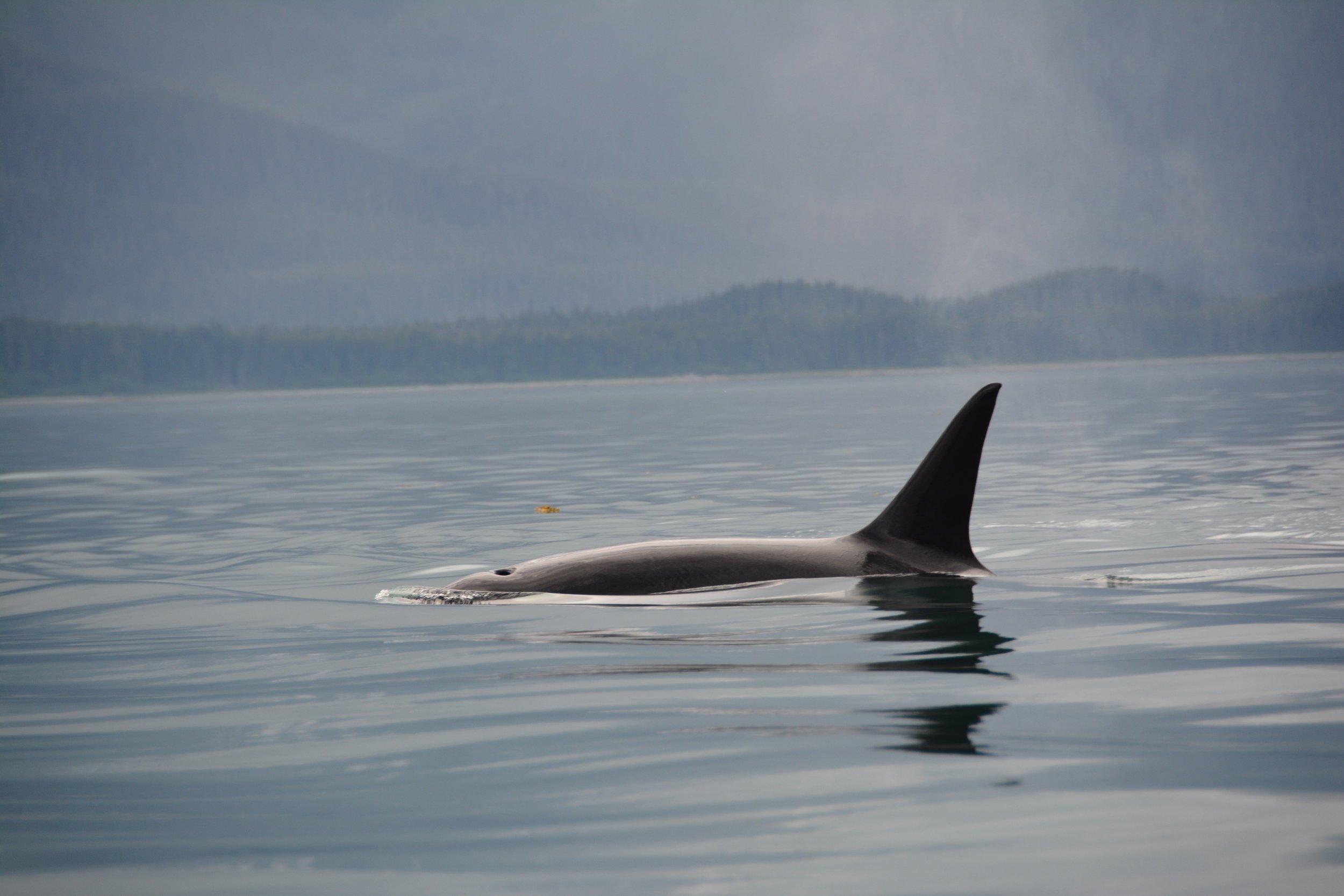 Gull Cove whale.jpg