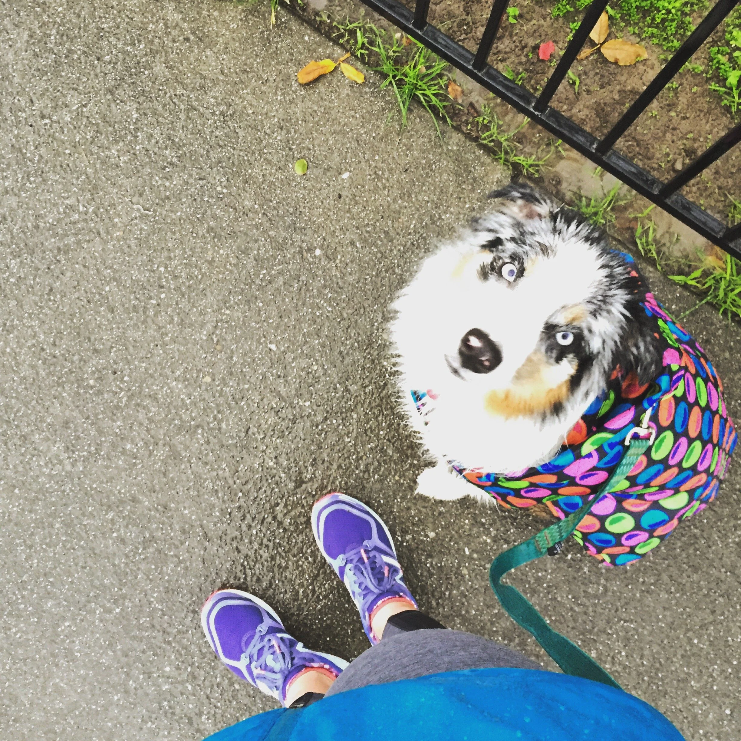 Running is especially fun with a buddy! Millie has always been a great companion and an especially good running friend!