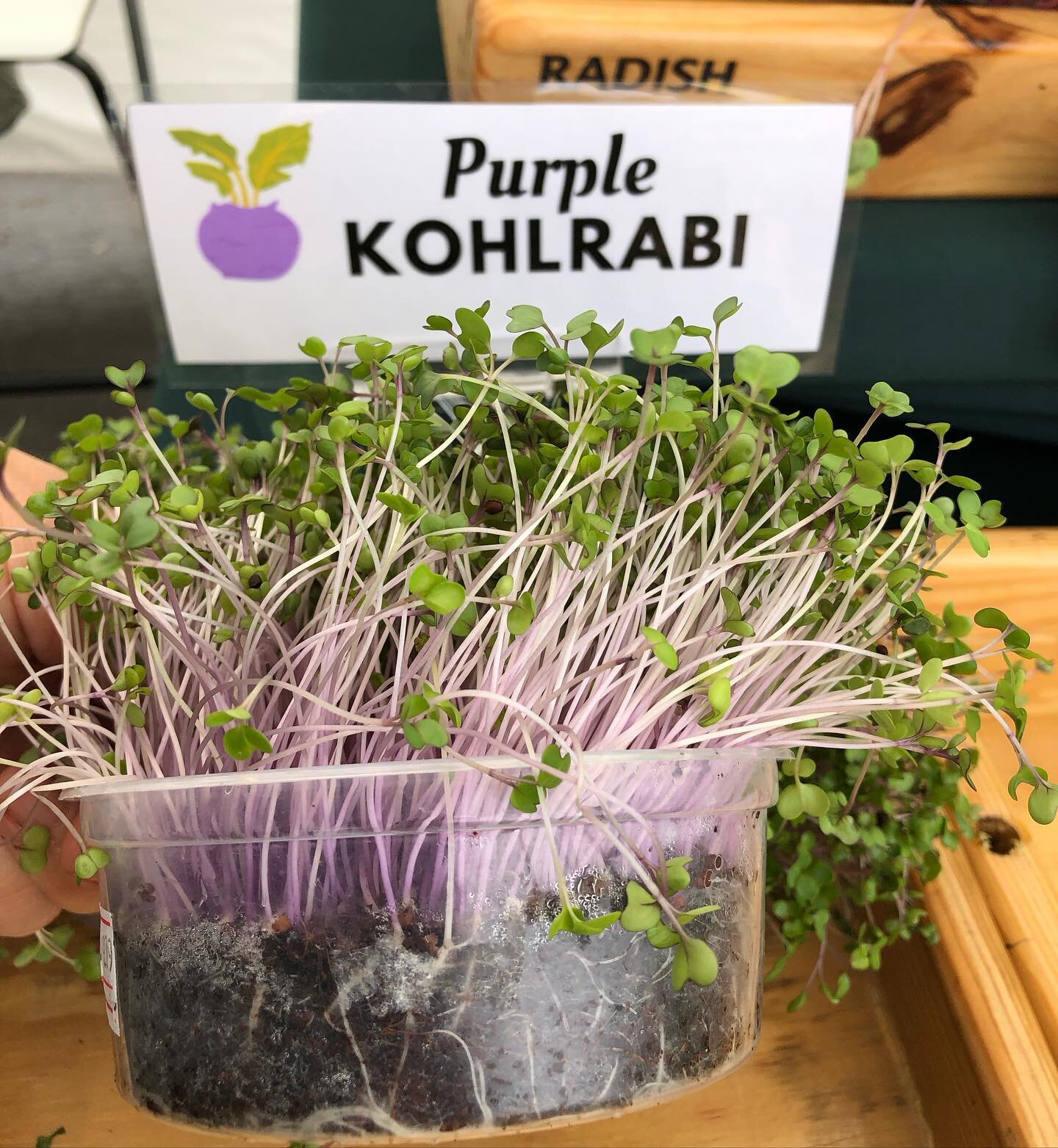 Purple kohlrabi microgreens have a soft, almost plush lavender hued stem and barely there purple border on it&rsquo;s twin light green leaves. 
.
The lovely microgreen had a soft cabbage flavor. Not delicate, not overpowering&mdash;just right. 
#micr