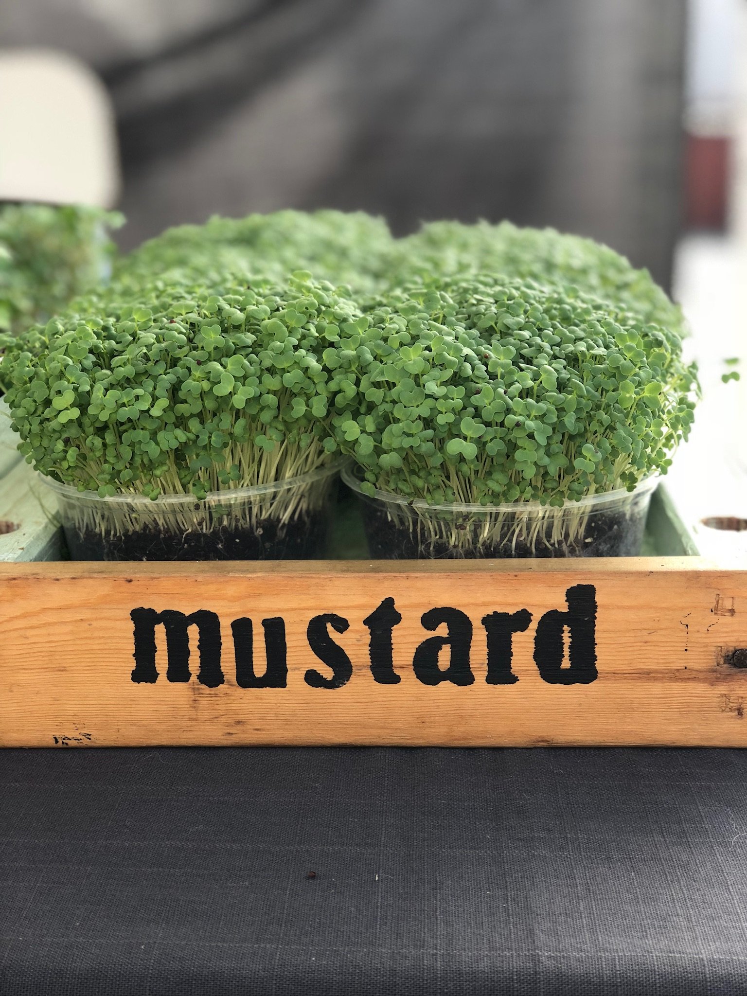 All About Mustard Microgreens (Intense Mustardy Flavor)