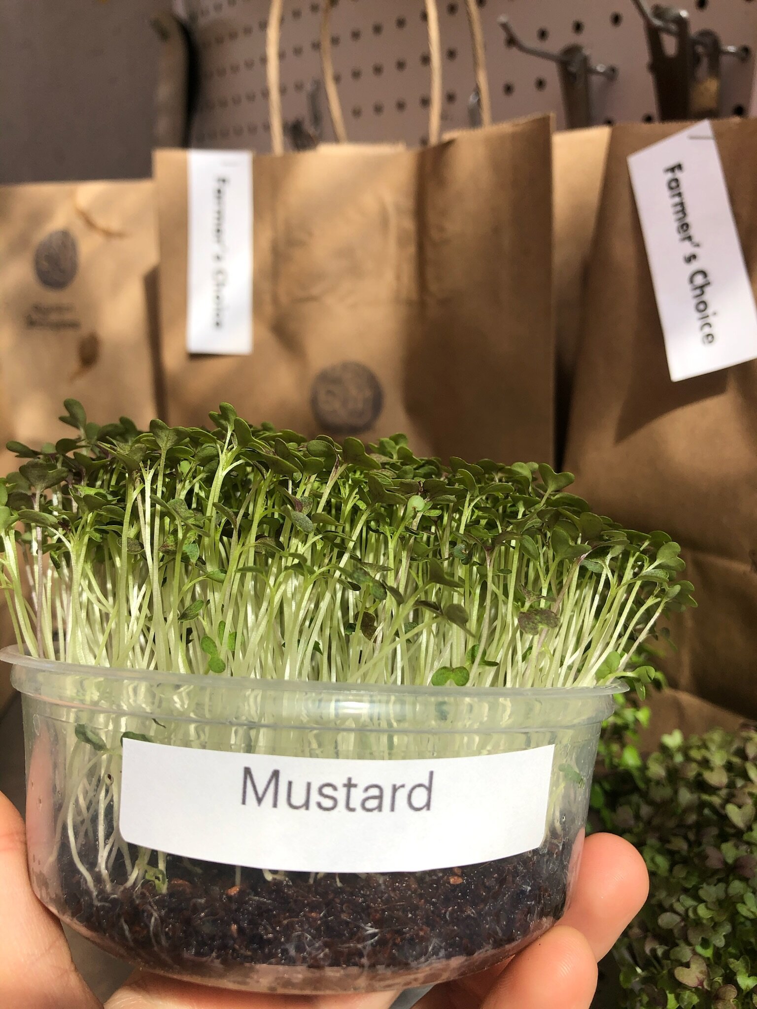All About Mustard Microgreens (Intense Mustardy Flavor)