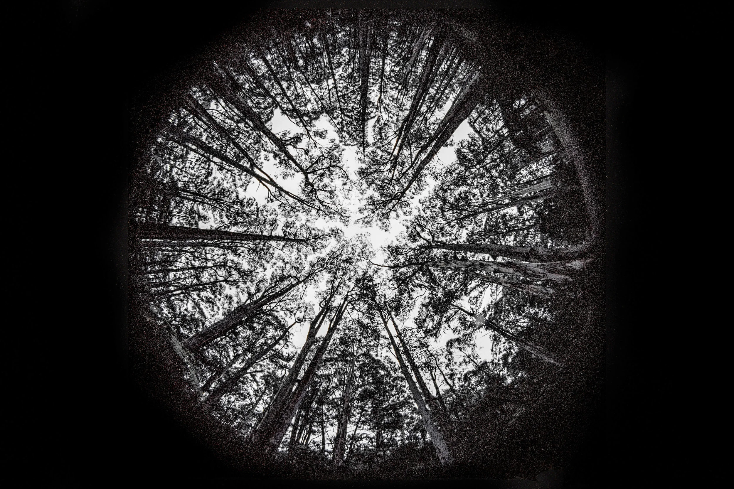 printable fisheye.jpg