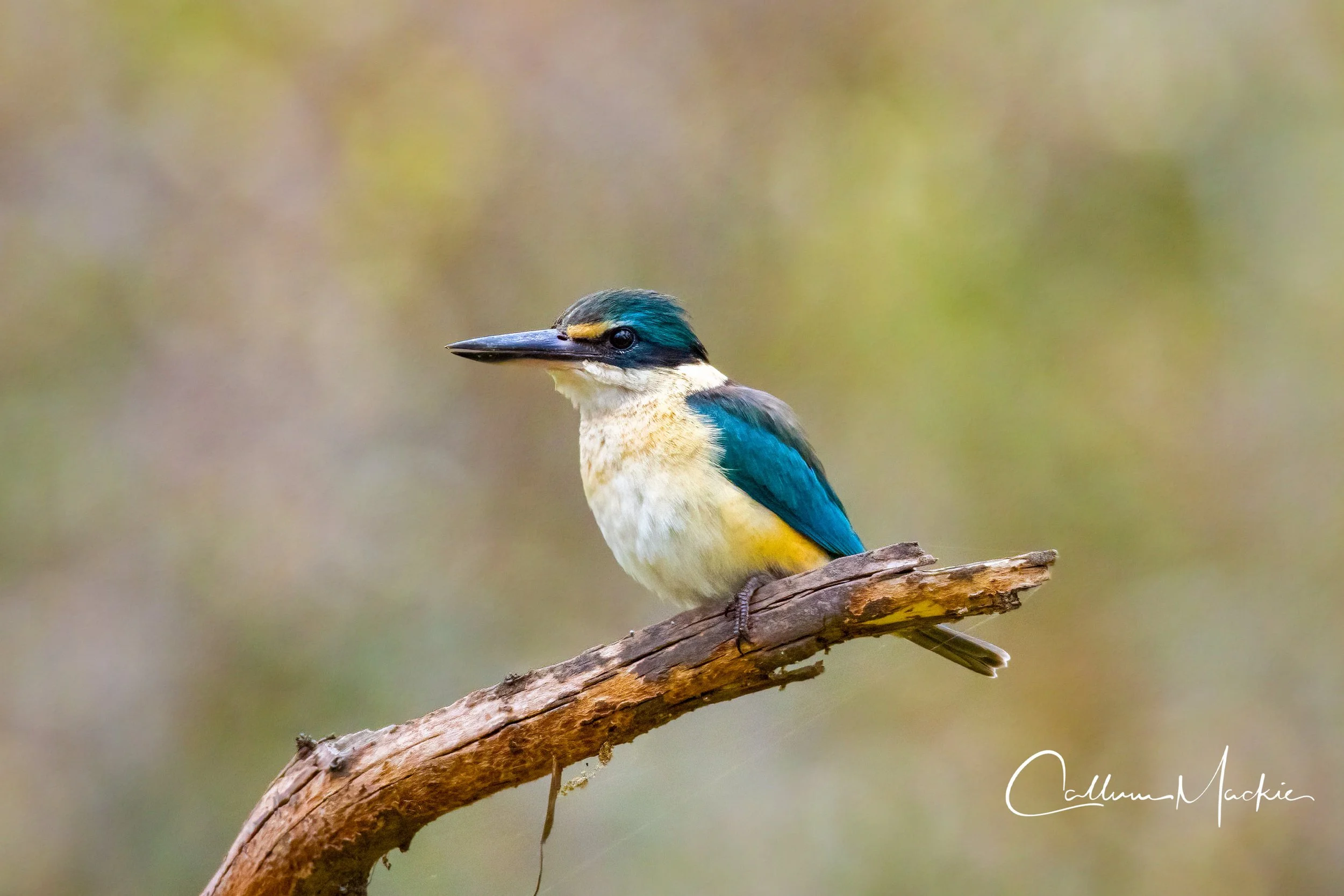 kingfisher.jpg