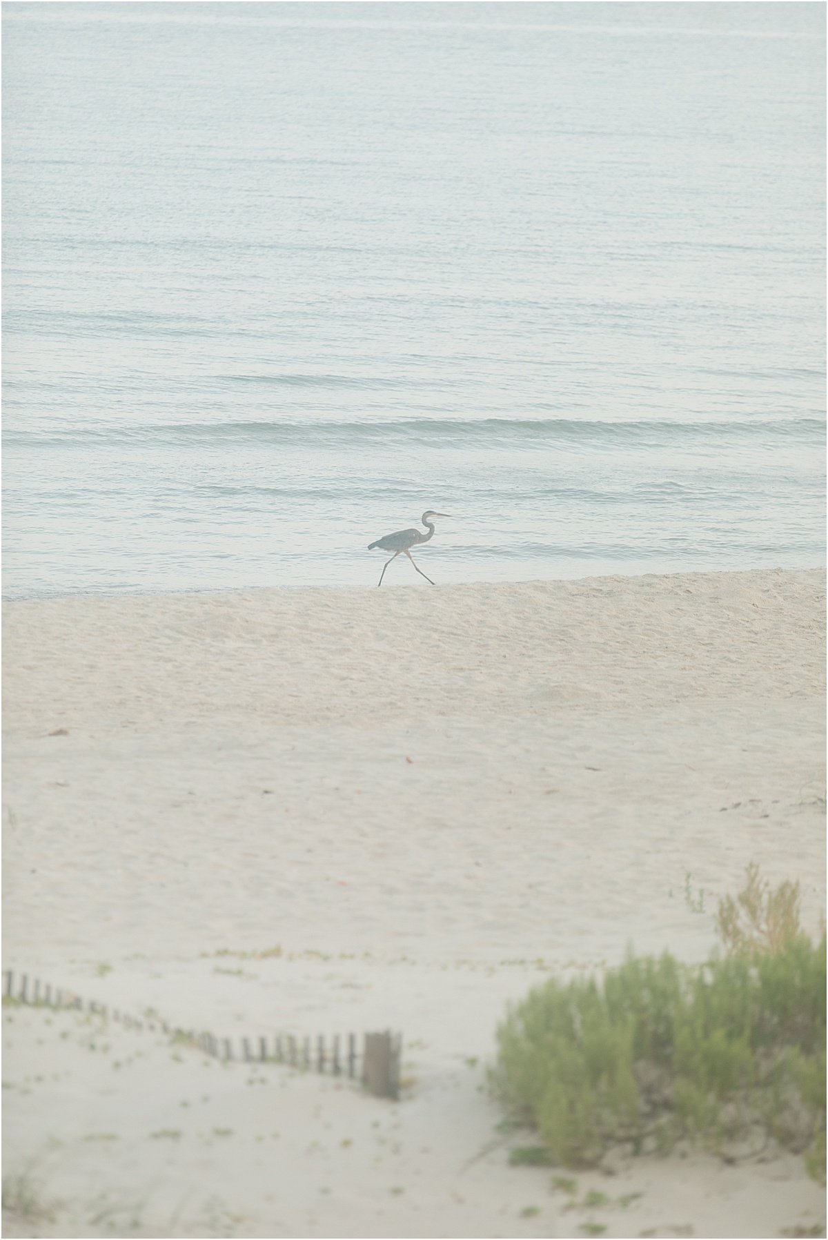 st_george_island_florida_holly_l_robbins_0014.jpg