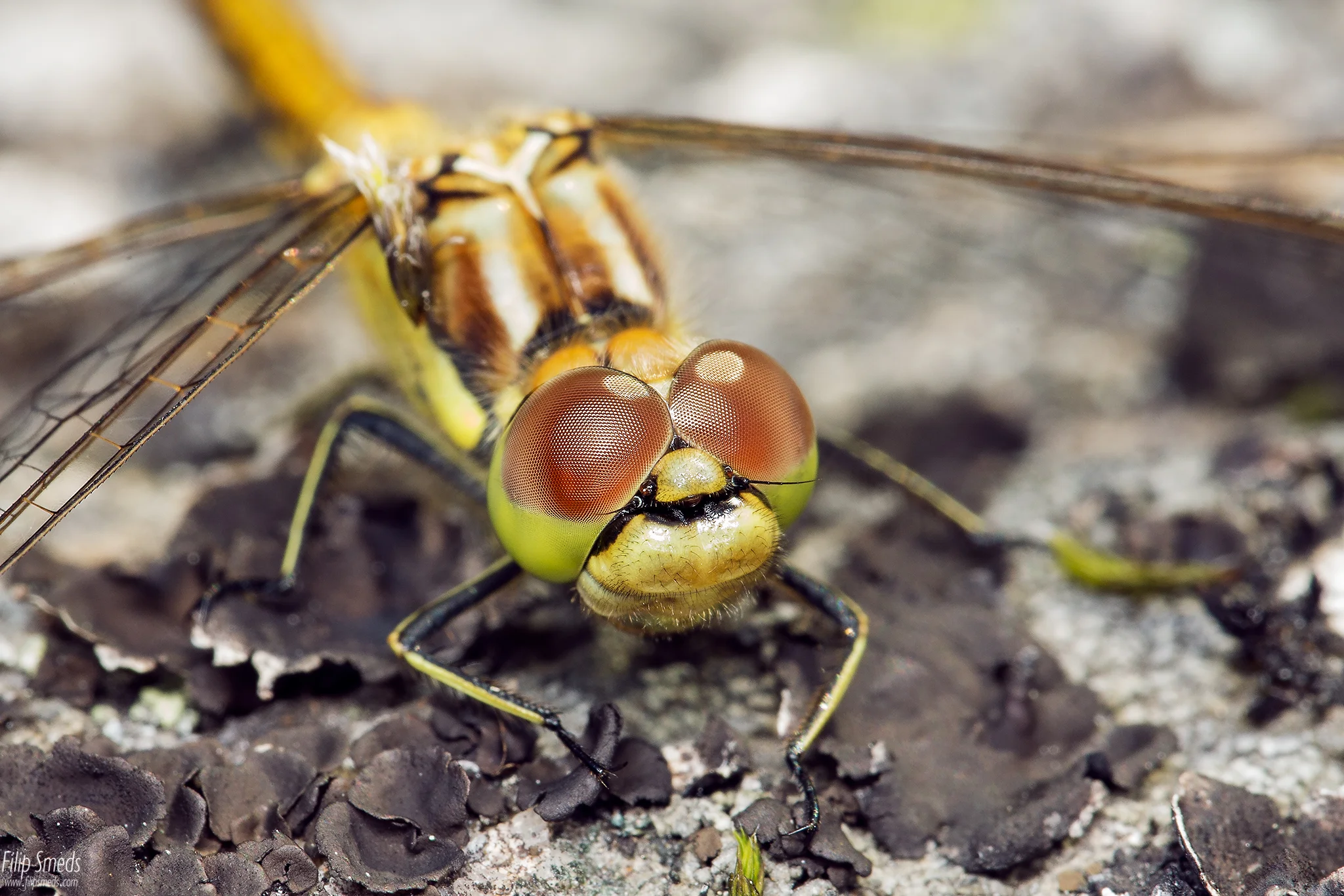 Sudenkorento kesältä 2017 Dragon fly from summer 2017