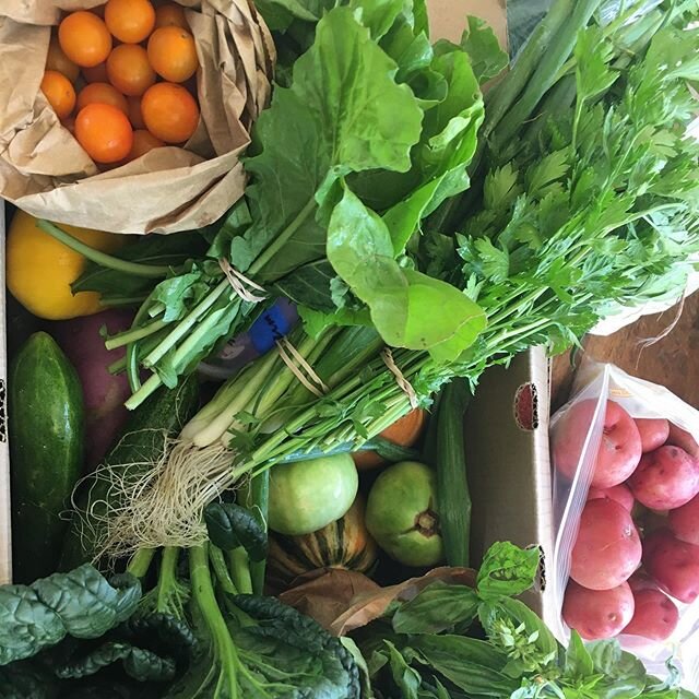 What&rsquo;s for lunch on this rainy Monday!  Thanks to the Gamble Creek Farm, it will be a heathy affair.  Thanks Chiles Group for offering produce boxes! #organic #sustainablefarming #local #gamblecreekfarm #healthyliving