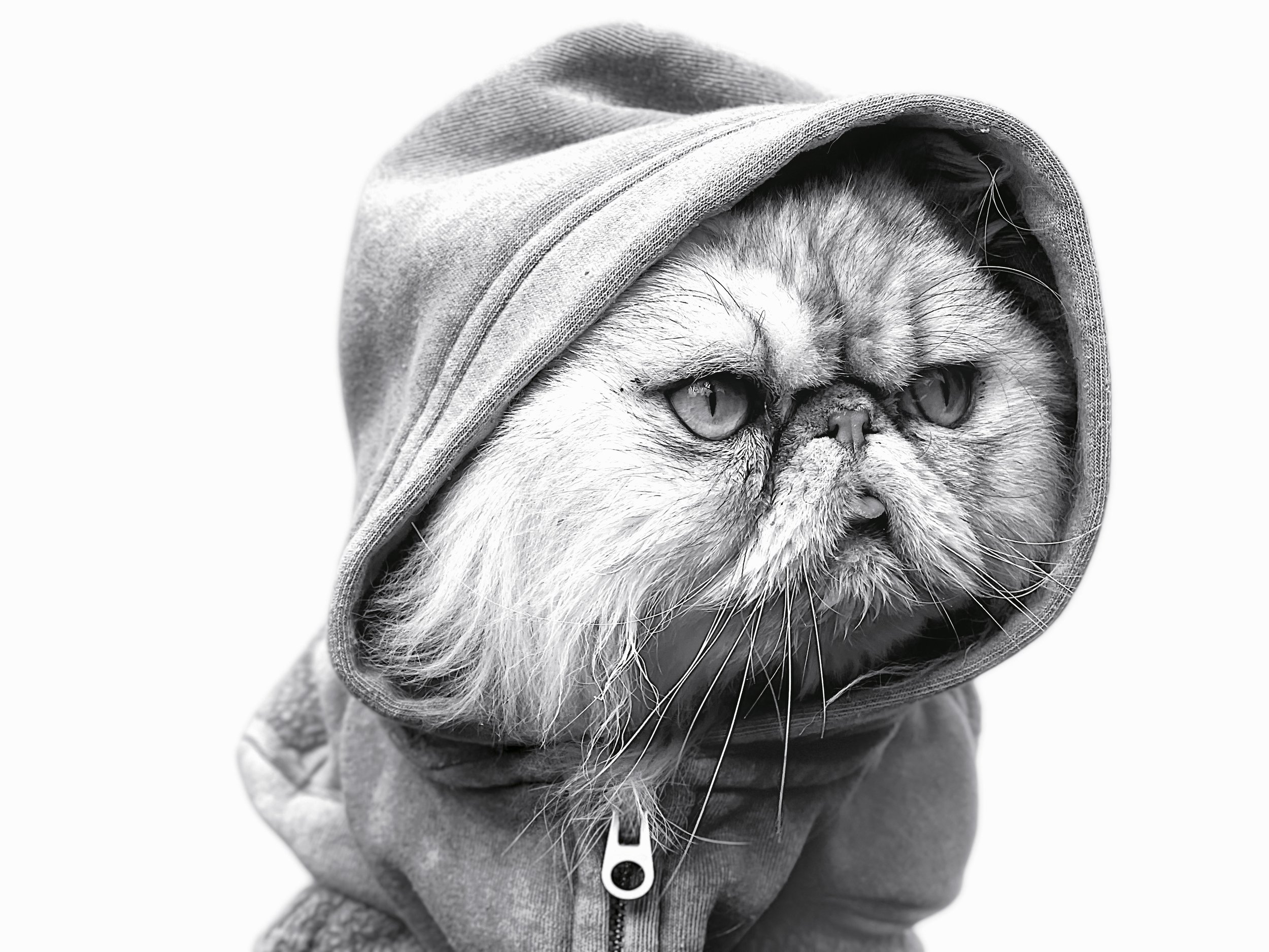 Cat_02.jpg