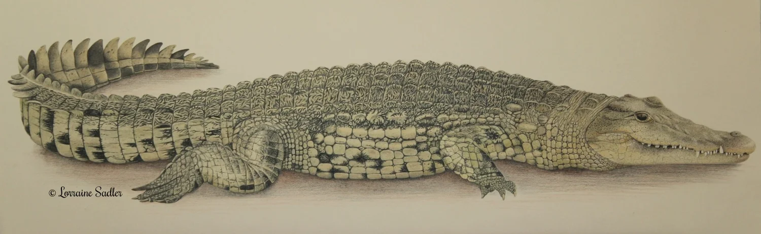 Nile Crocodile (23.5 x 8 inches) £1,200