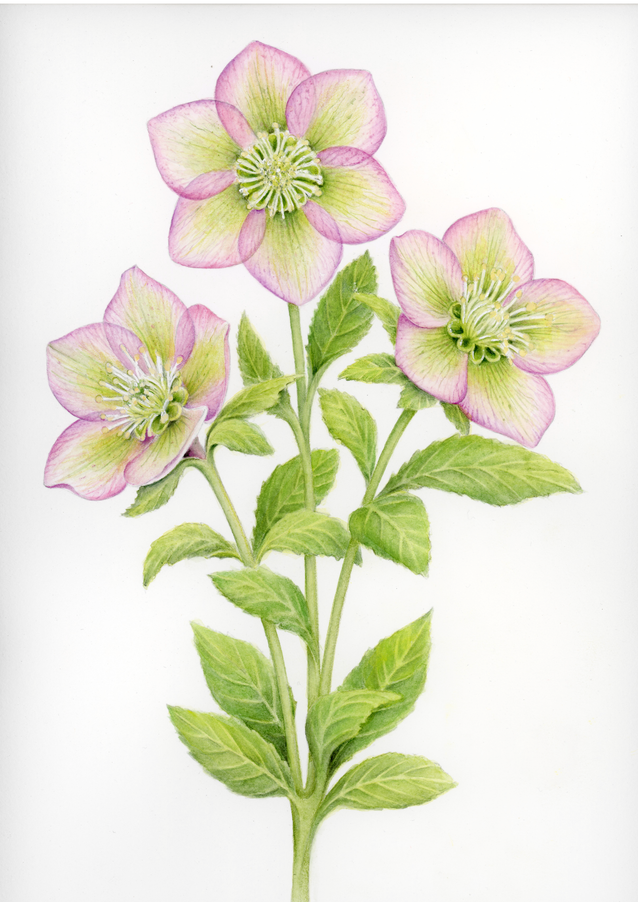 hellebore example.png