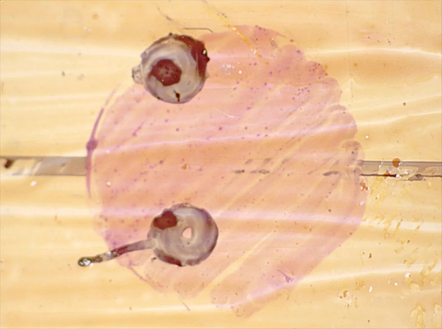 Untitled 8 Faded Rust0059.jpg