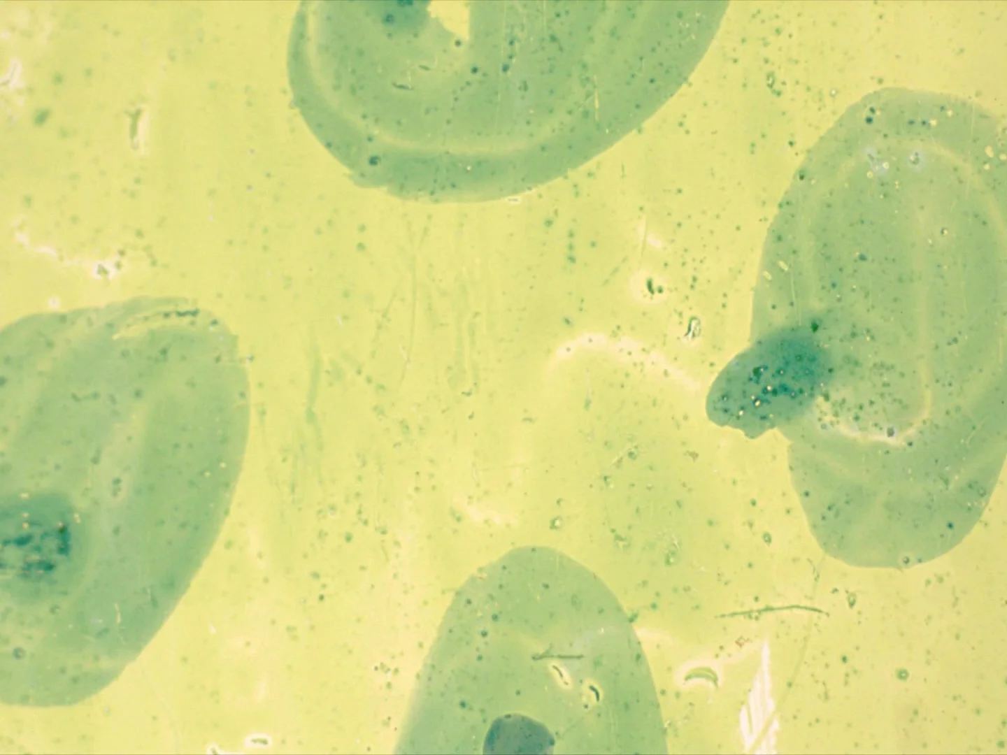 Untitled 15 Lime Rust0041.jpg
