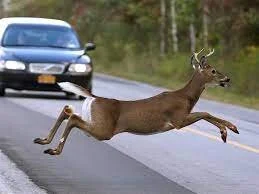 Increased Deer Sightings Along Roadways