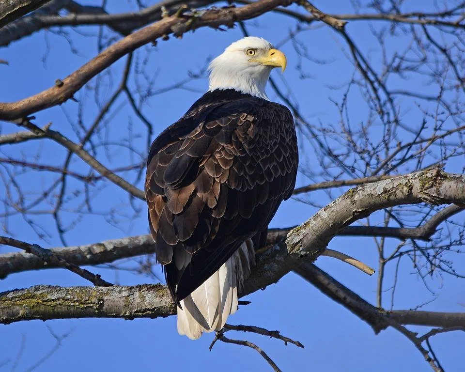 Eagle Days Returns to Smithville Lake