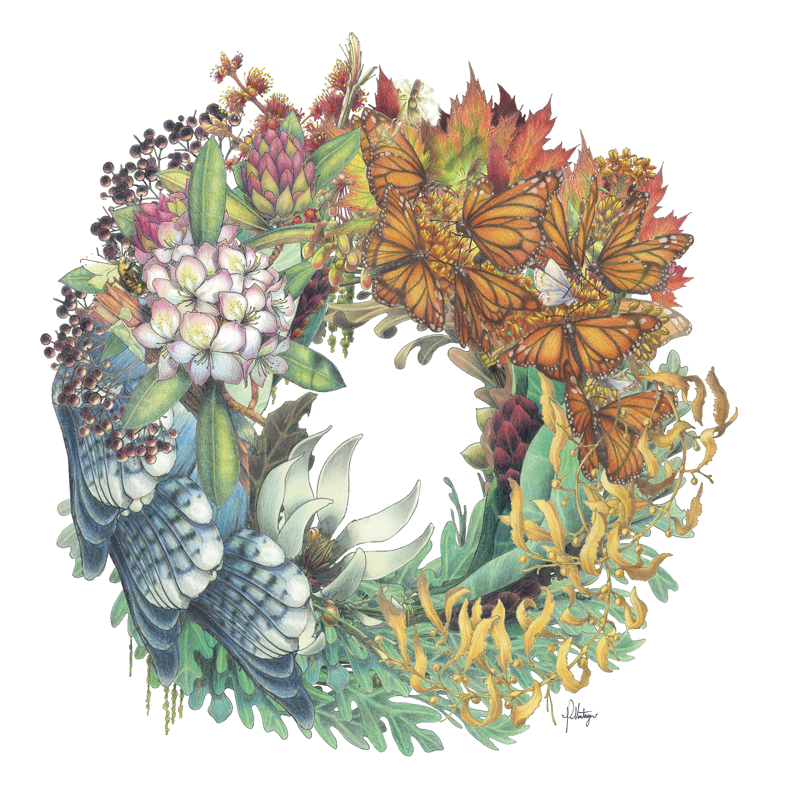 Preston Montague. Codex Carolinum is a 26-piece illustration series designed to encourage natural science literacy and features native plants of North Carolina that have historically been used as food or medicine. Matted prints in two sizes. Cards which come with historical information about the plants.